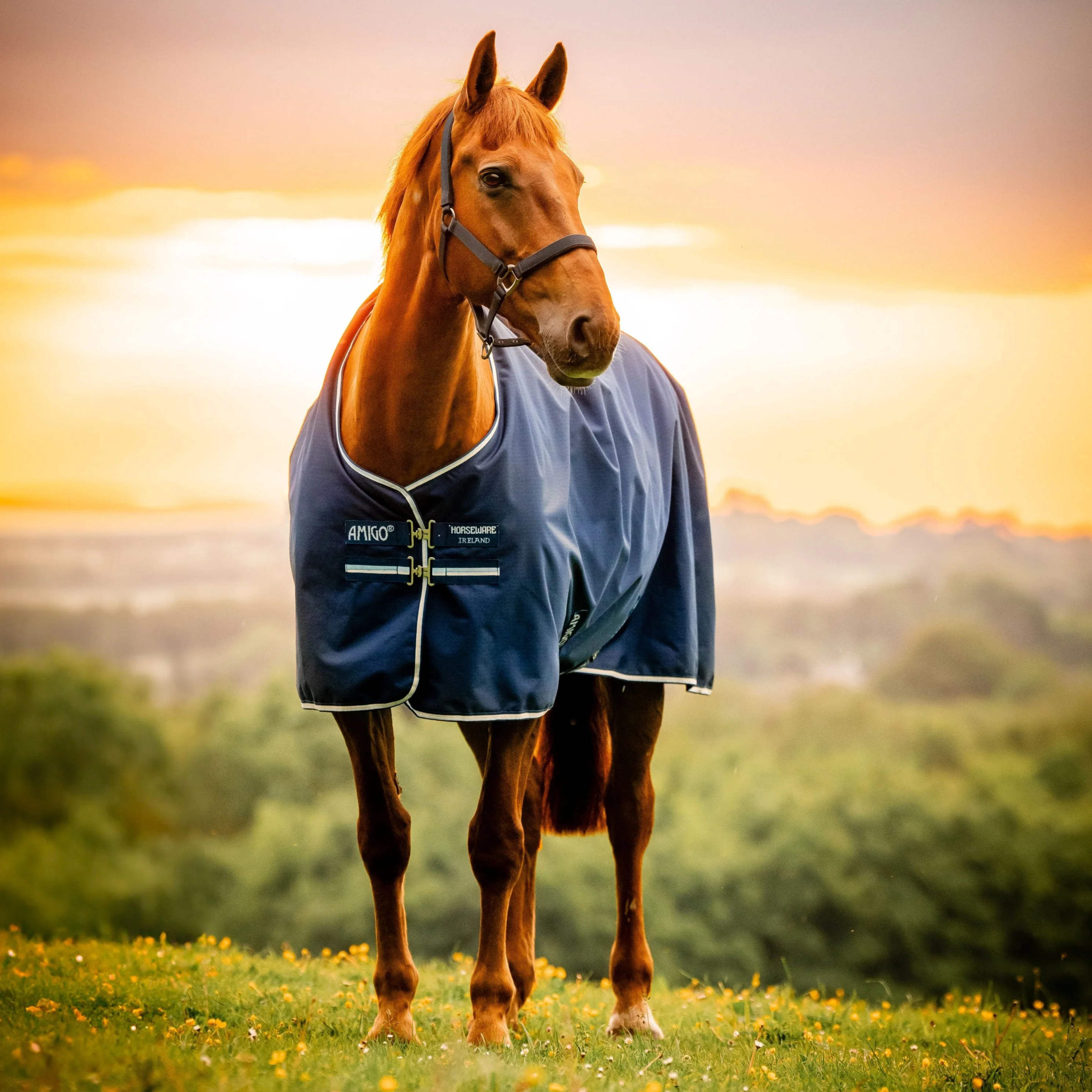 Horseware Ireland Amigo Ripstop 900D 50g Pony Turnout Rug - Image 7