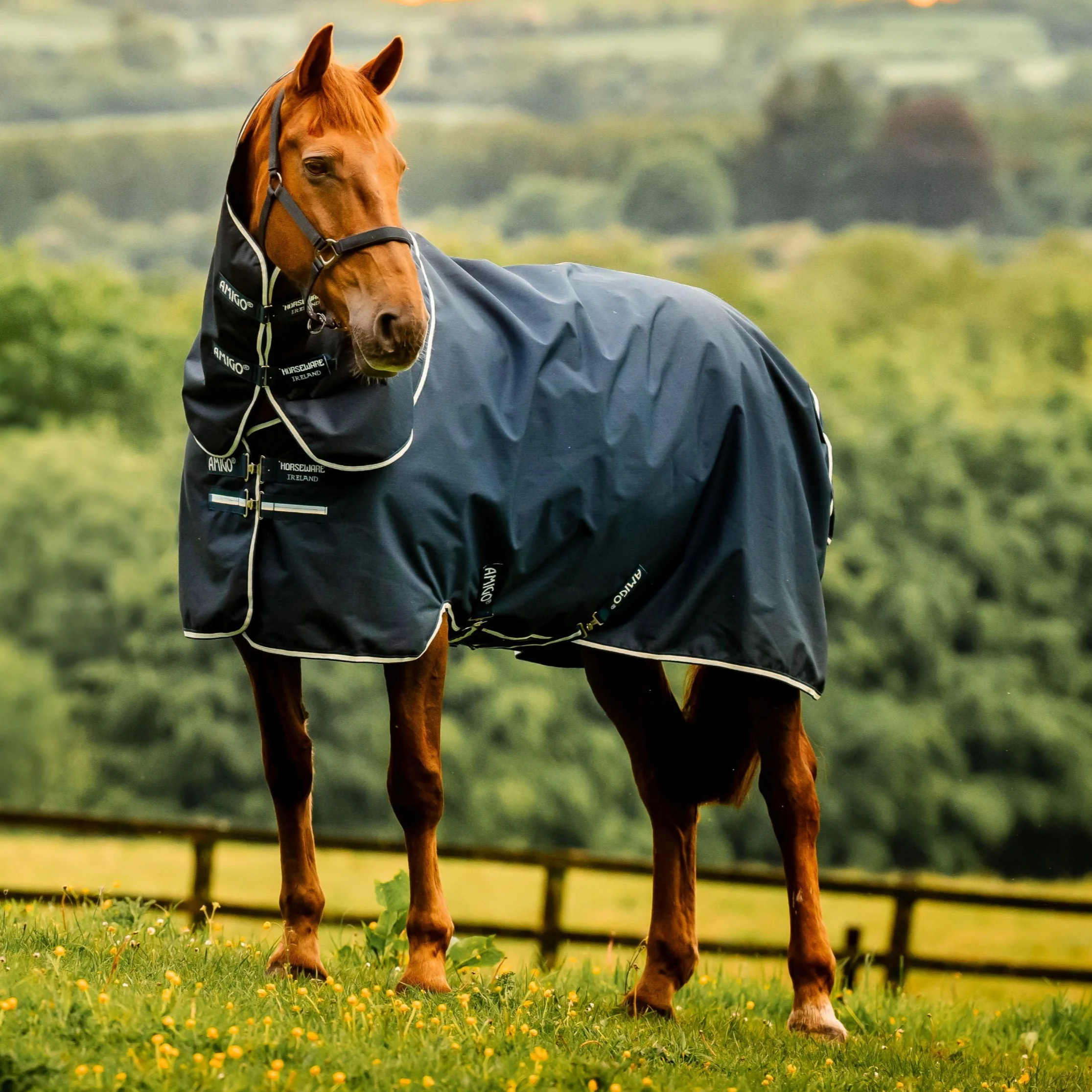 Horseware Ireland Amigo Ripstop 900D Plus 100g Pony Turnout Rug - Image 8