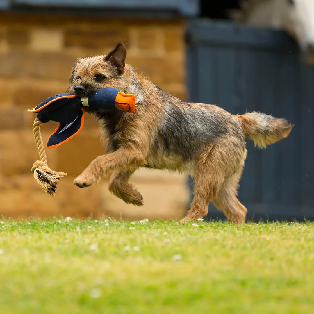 House of Paws Duck Thrower with Wings - Image 5