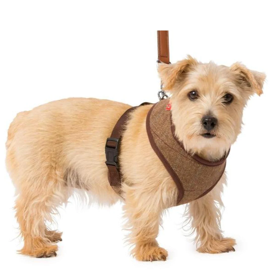 House of Paws Memory Foam Harness - Image 2