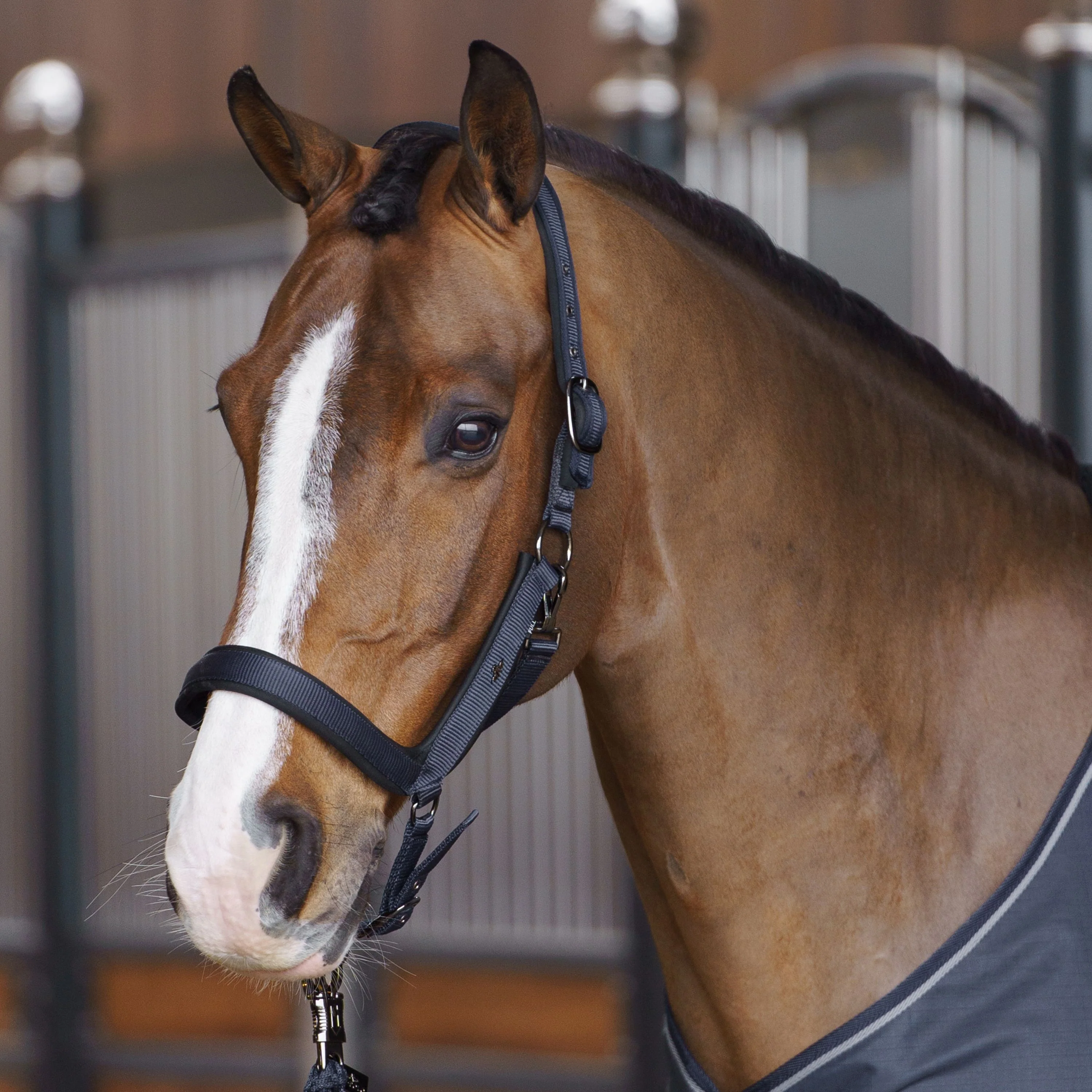 HV Polo Essential Headcollar - Image 12