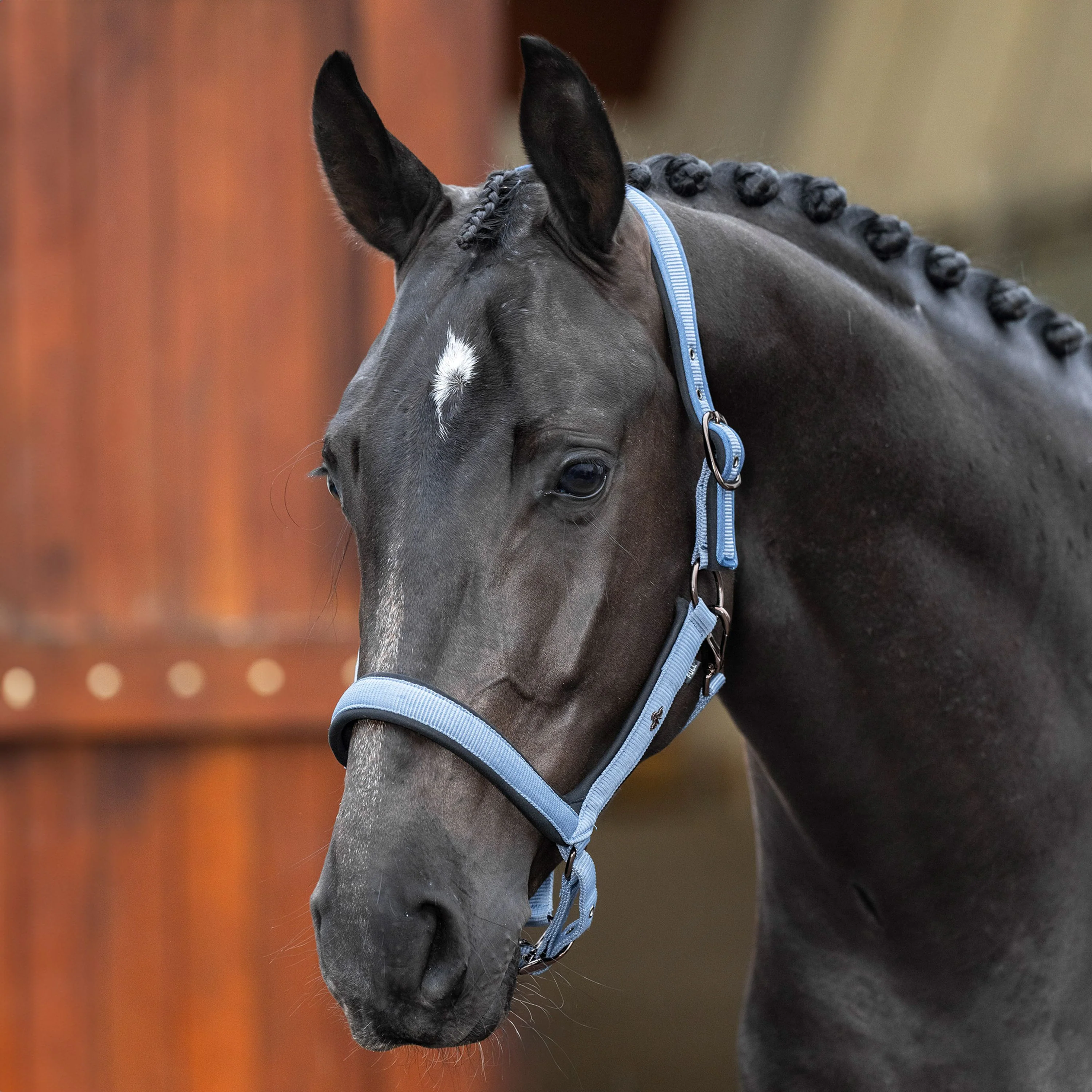 HV Polo Essential Headcollar - Image 2
