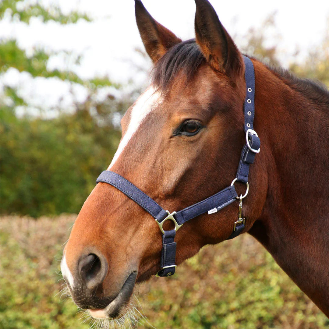 Hy Equestrian Glitzy Headcollar - Image 2