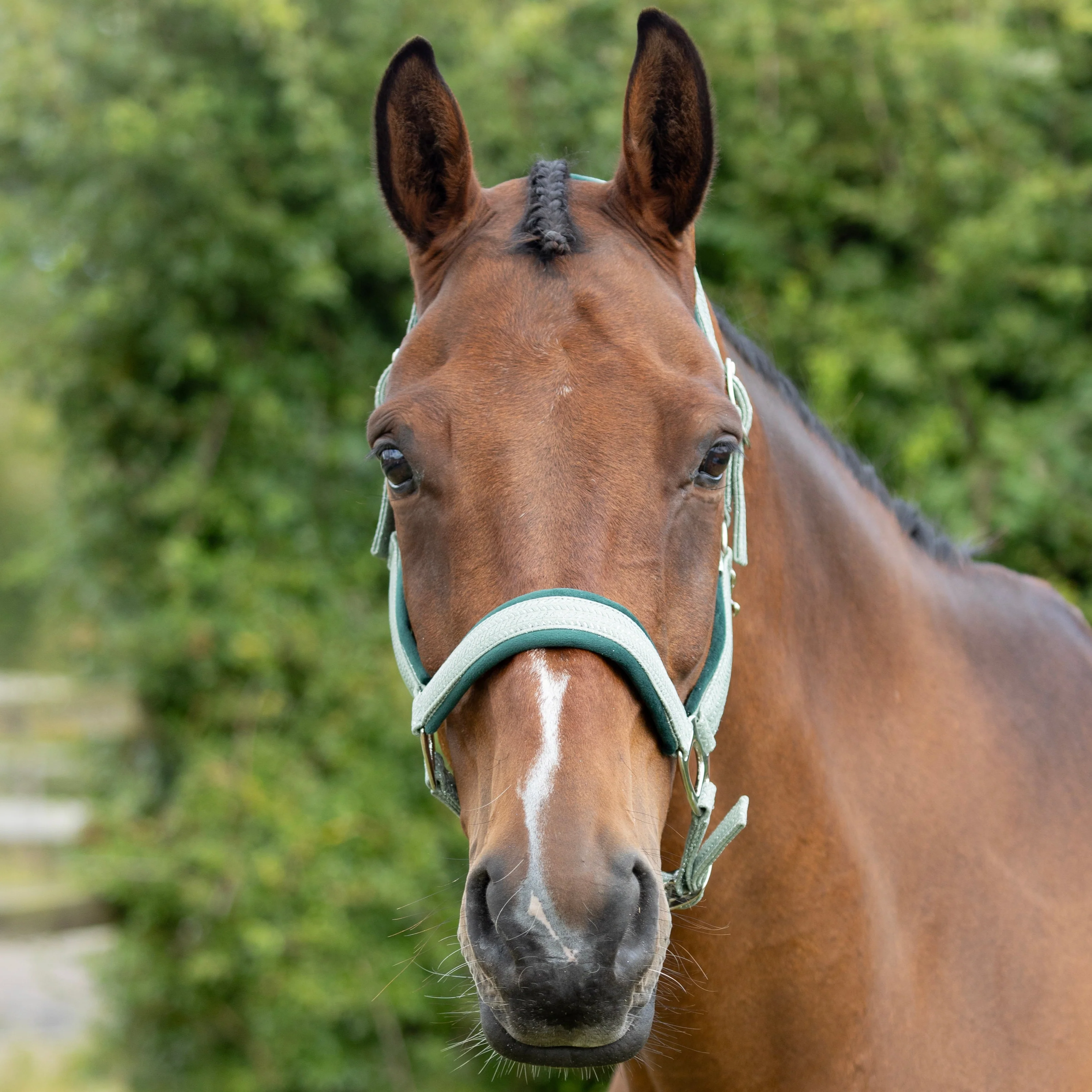 Hy Equestrian Mermaid Shimmer Head Collar and Lead Rope Set - Image 5
