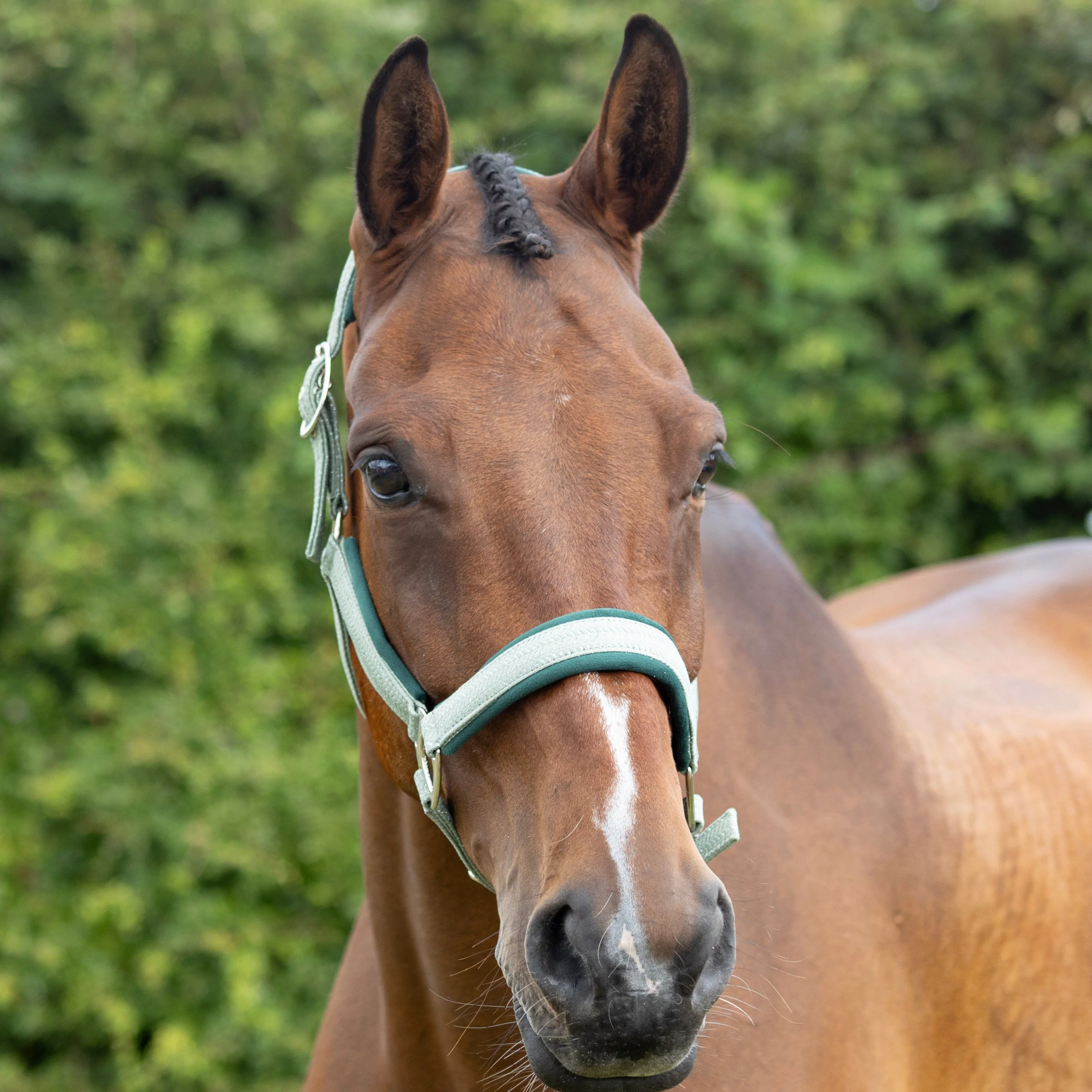 Hy Equestrian Mermaid Shimmer Head Collar and Lead Rope Set - Image 6