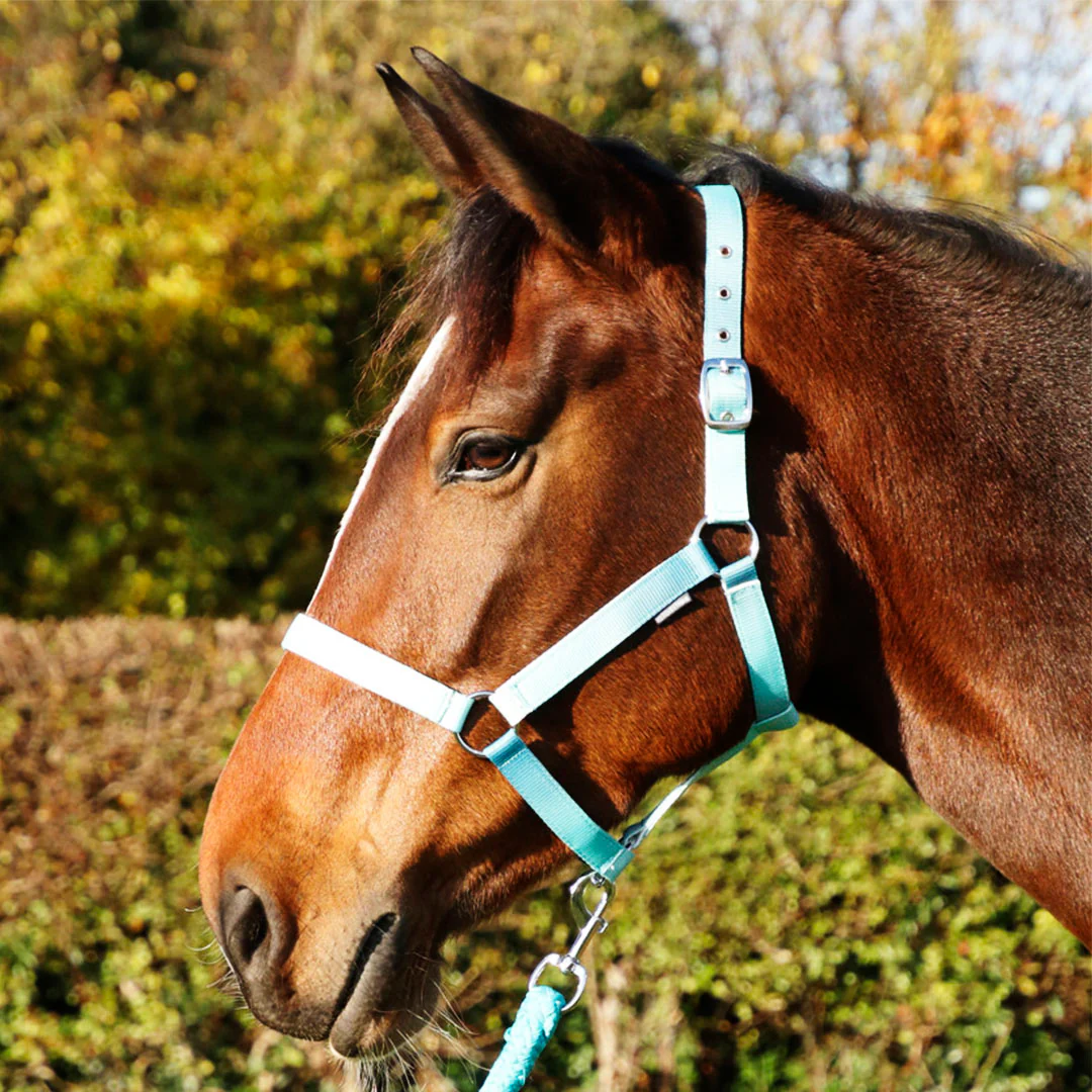 Hy Equestrian Ombre Head Collar & Lead Rope - Image 4