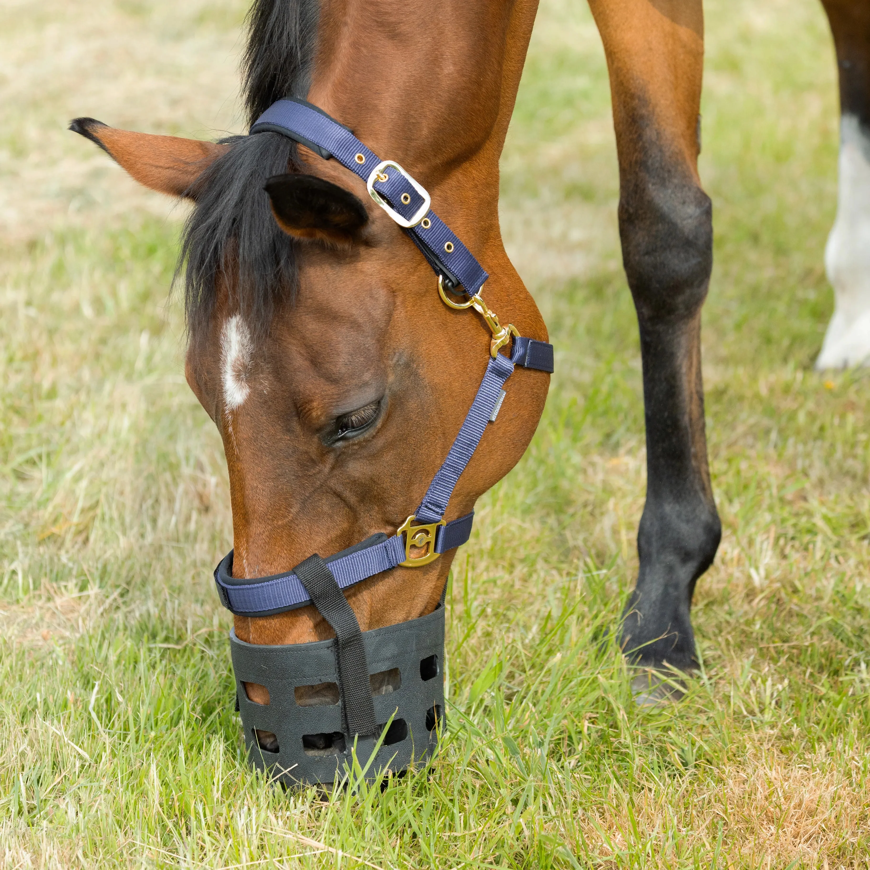 Hy Equestrian Rubber Muzzle - Image 4