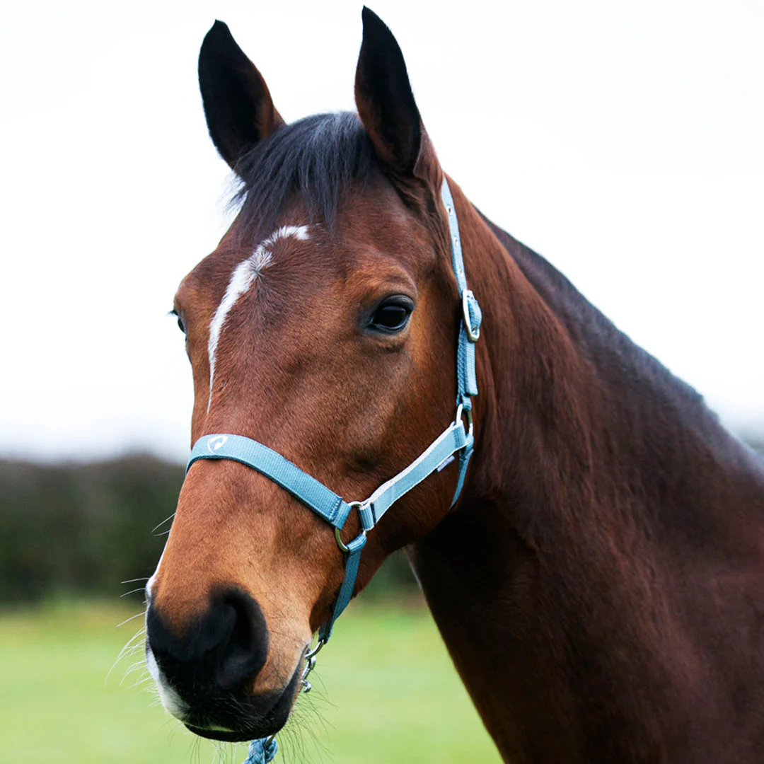 Hy Equestrian Synergy Head Collar and Lead Rope Set - Image 10