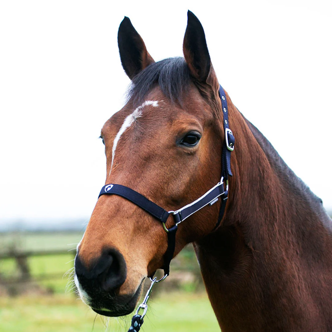 Hy Equestrian Synergy Head Collar and Lead Rope Set - Image 6