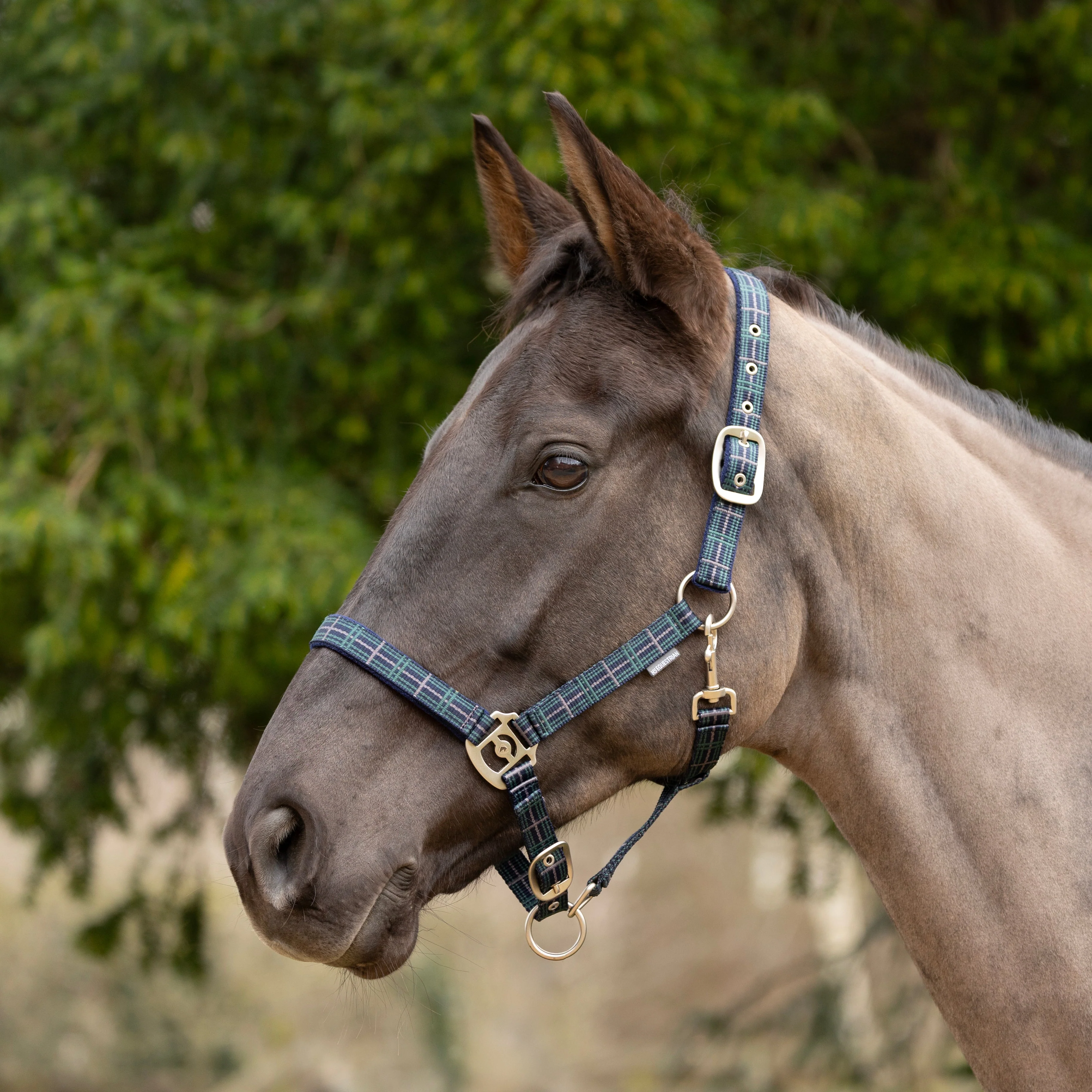 Hy Tartan Head Collar with Lead Rope - Image 2