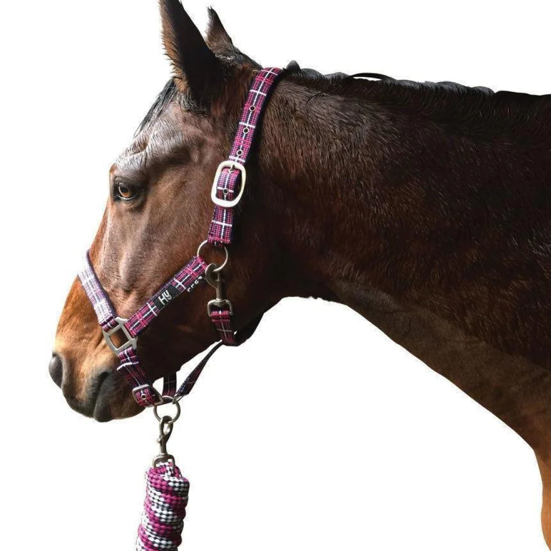 Hy Tartan Head Collar with Lead Rope - Image 3