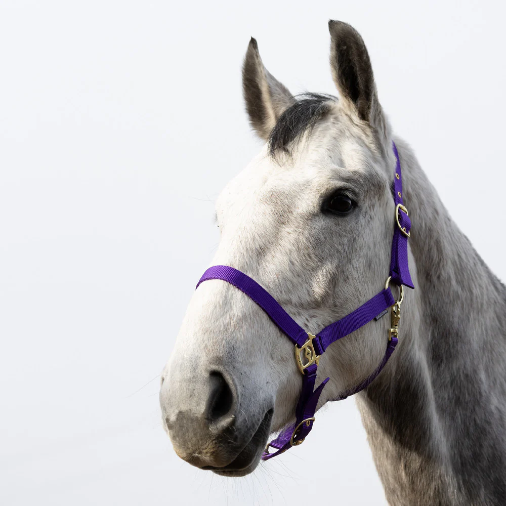 HyCONIC Head Collar - Image 12