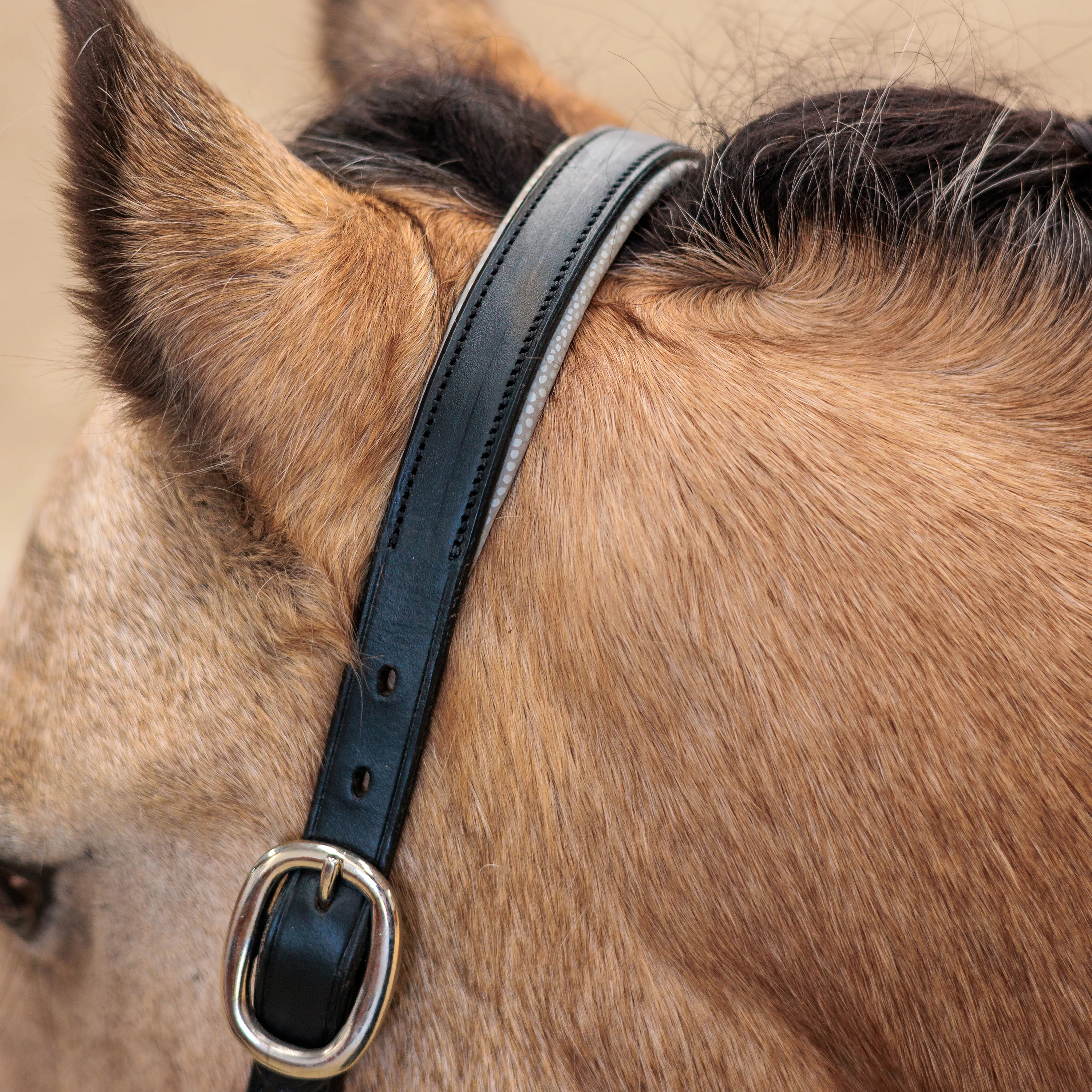 Imperial Riding Rainbow Headcollar - Image 4