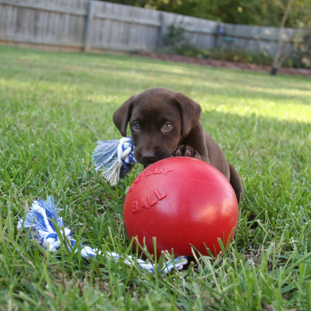 Jolly Pets Romp-n-Roll Jolly Ball - Image 5