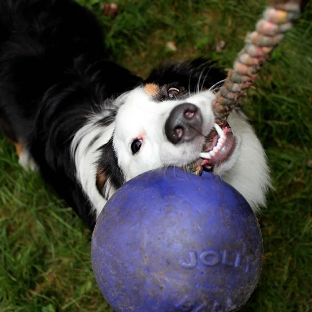 Jolly Pets Romp-n-Roll Jolly Ball - Image 7