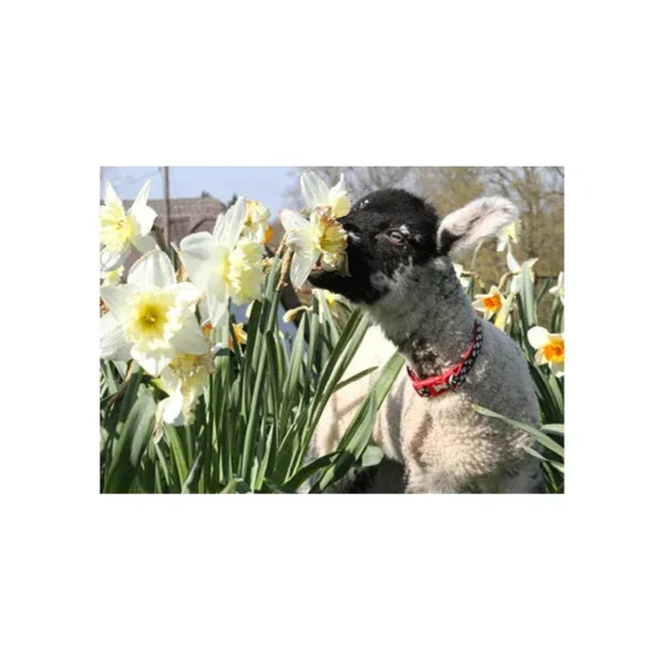 Kevin Milner Countryside Cards - Image 37