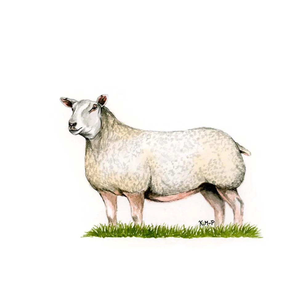 Kevin Milner Countryside Cards - Image 9
