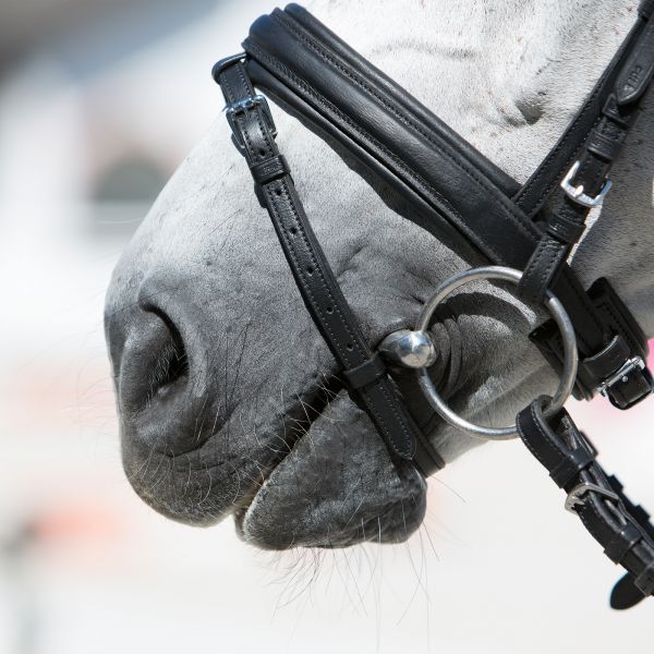 Kieffer Ultrasoft Economy Snaffle Bridle - Image 3