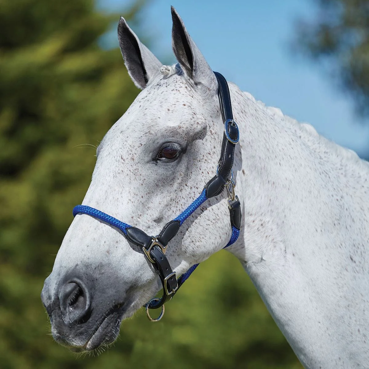 Kincade Leather Rope Head Collar - Image 2