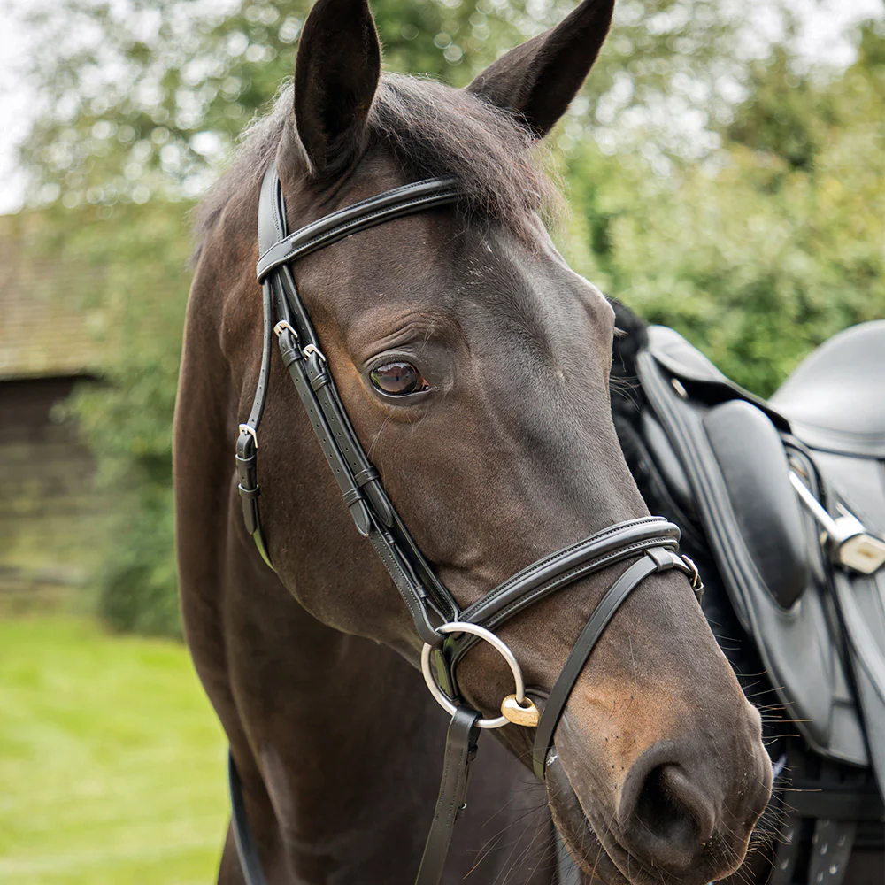 KM Elite Competition Bridle - Image 2