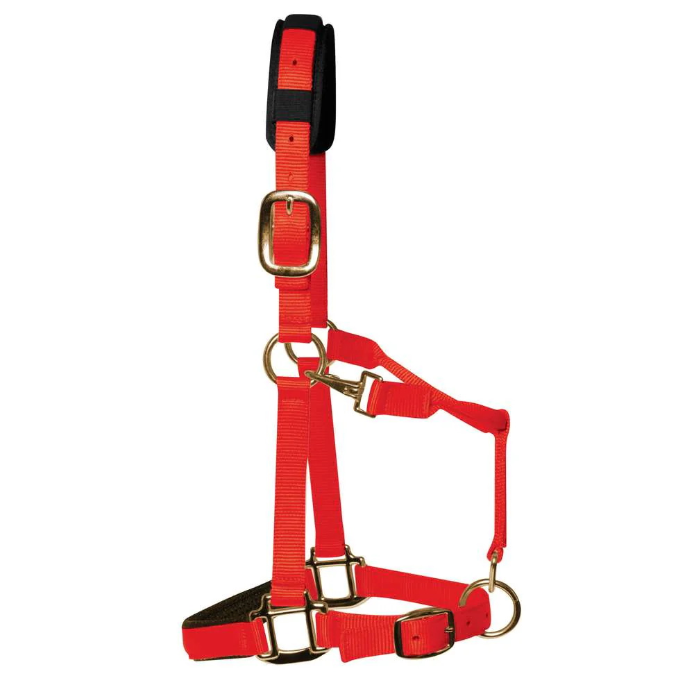 KM Elite Padded Headcollar - Image 2