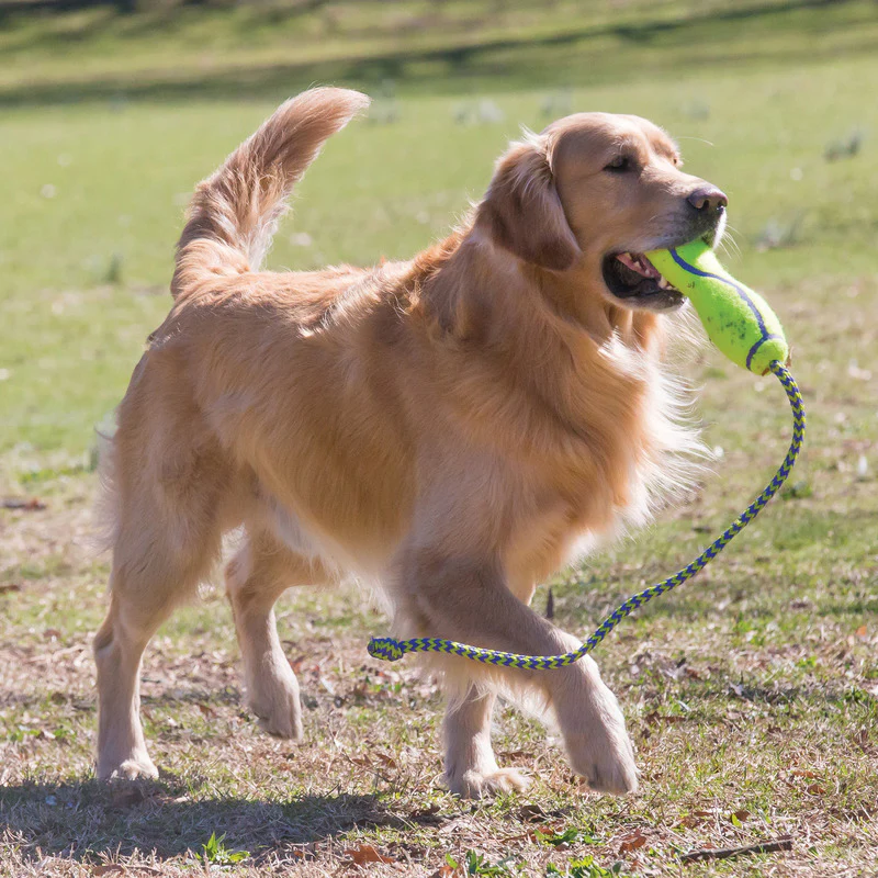 KONG AirDog Fetch Stick With Rope - Image 2