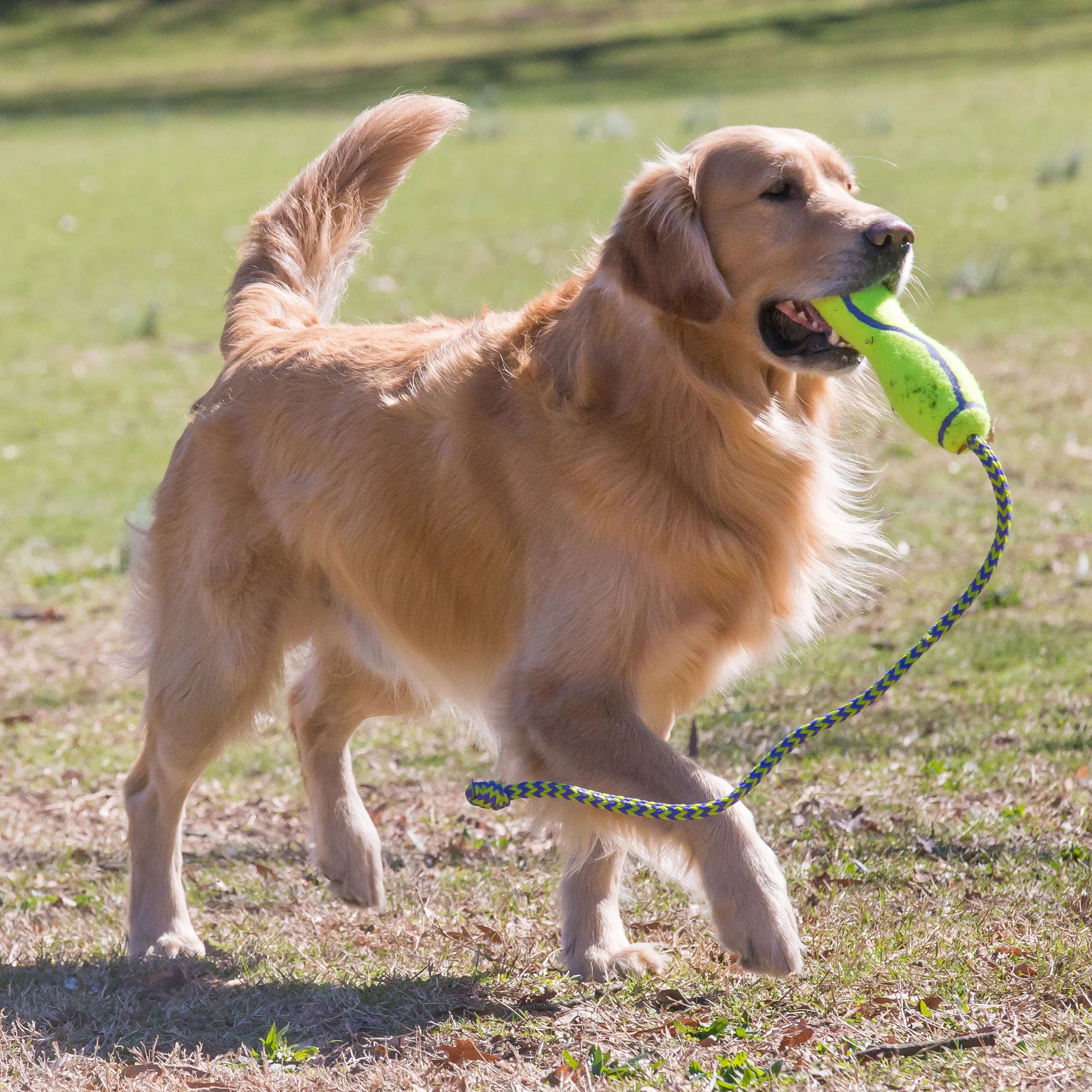 KONG AirDog Fetch Stick With Rope - Image 6