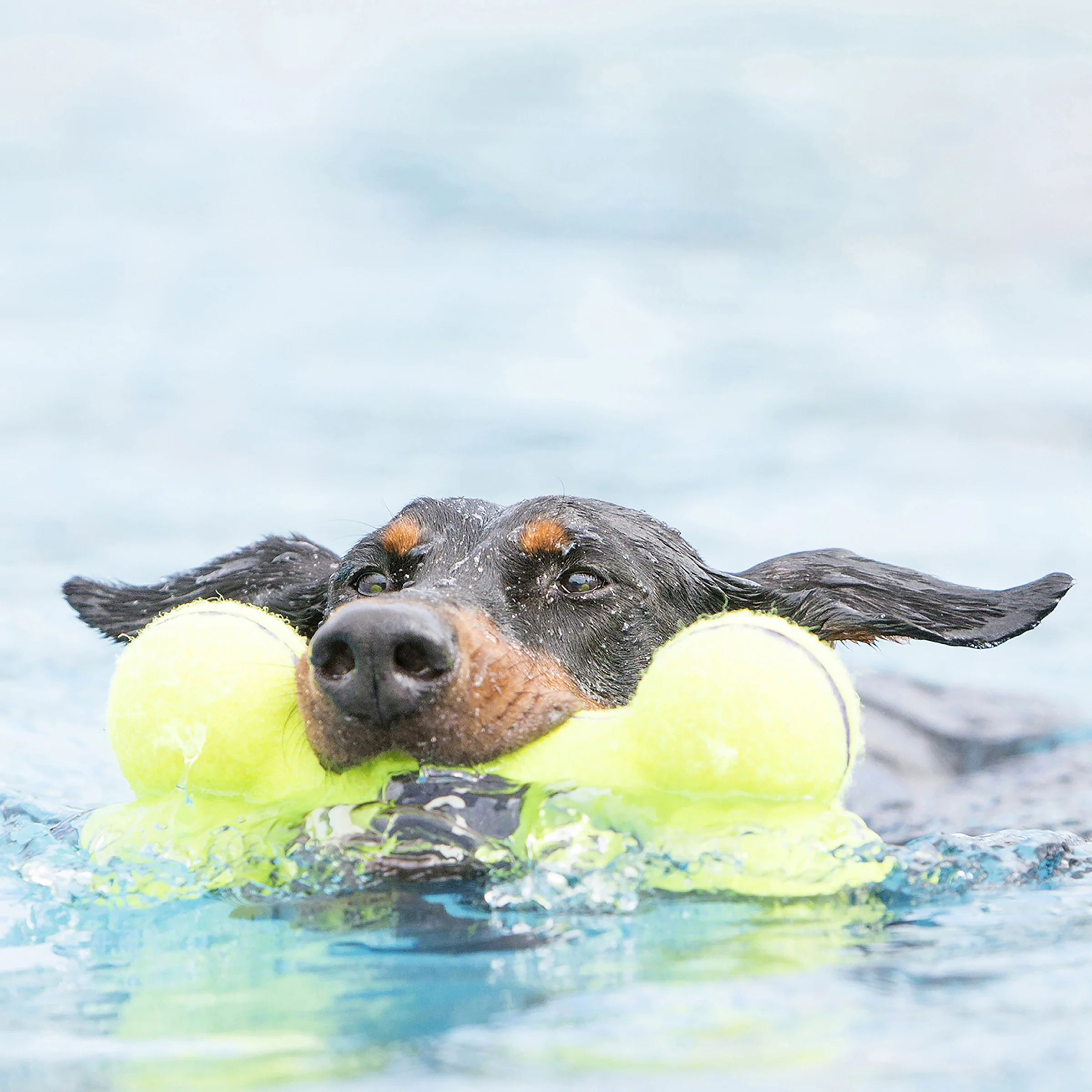 KONG AirDog Squeaker Bone - Image 8