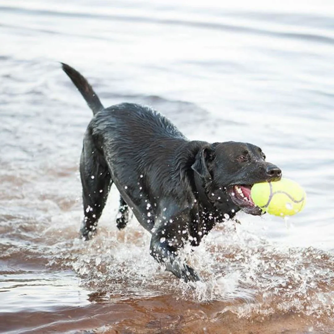 KONG Airdog Squeaker Dumbbell - Image 4