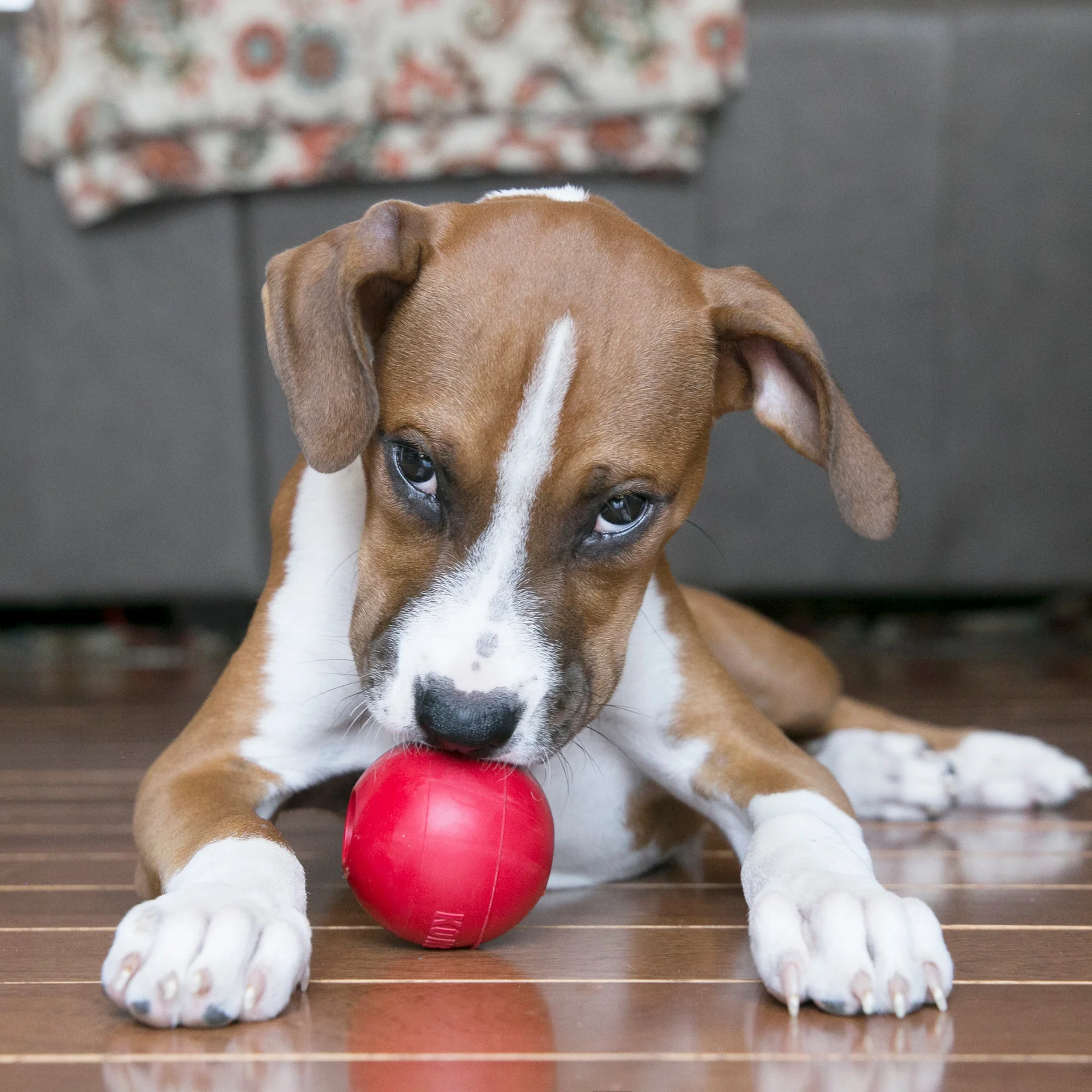 KONG Ball With Hole - Image 3