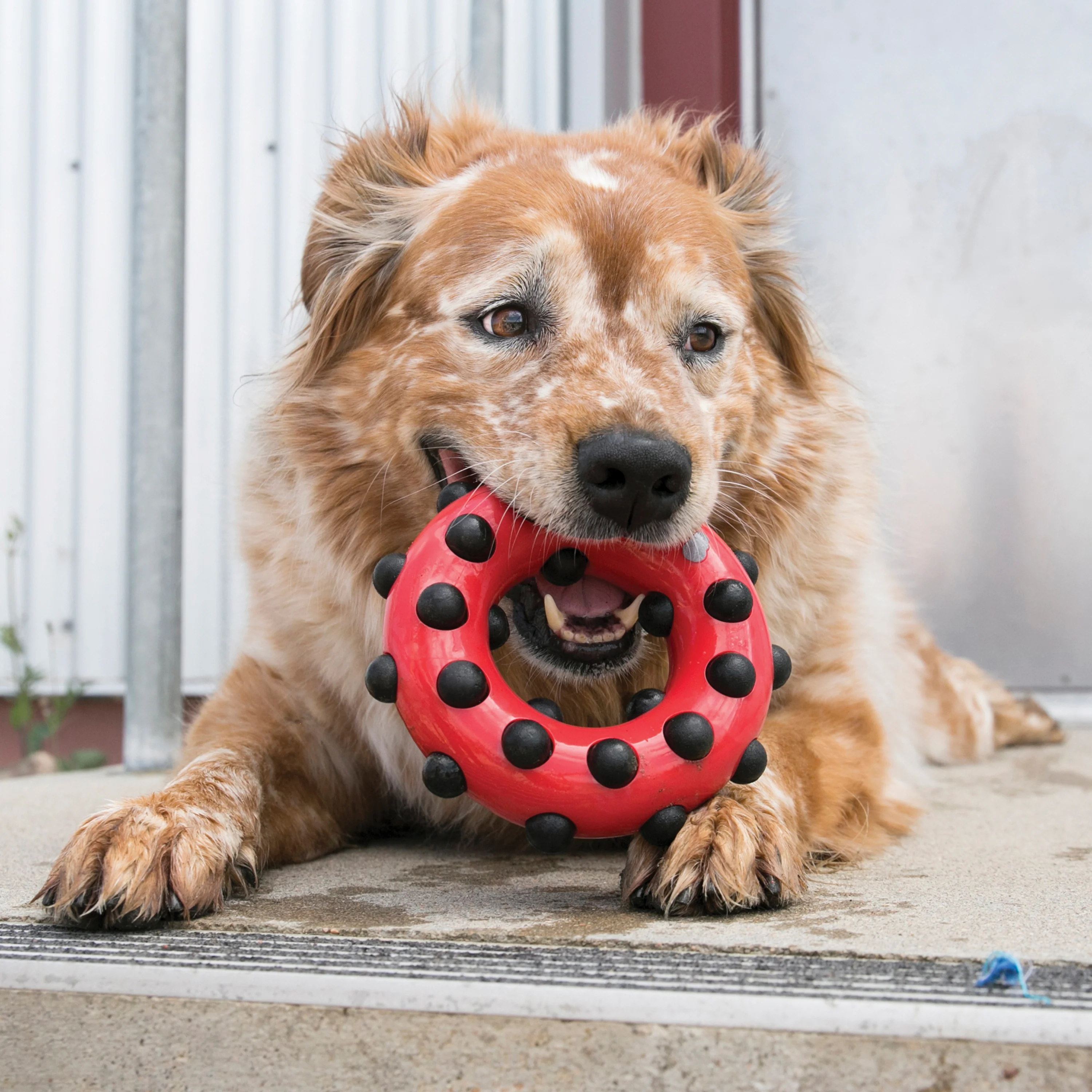 KONG Dotz Circle - Image 8