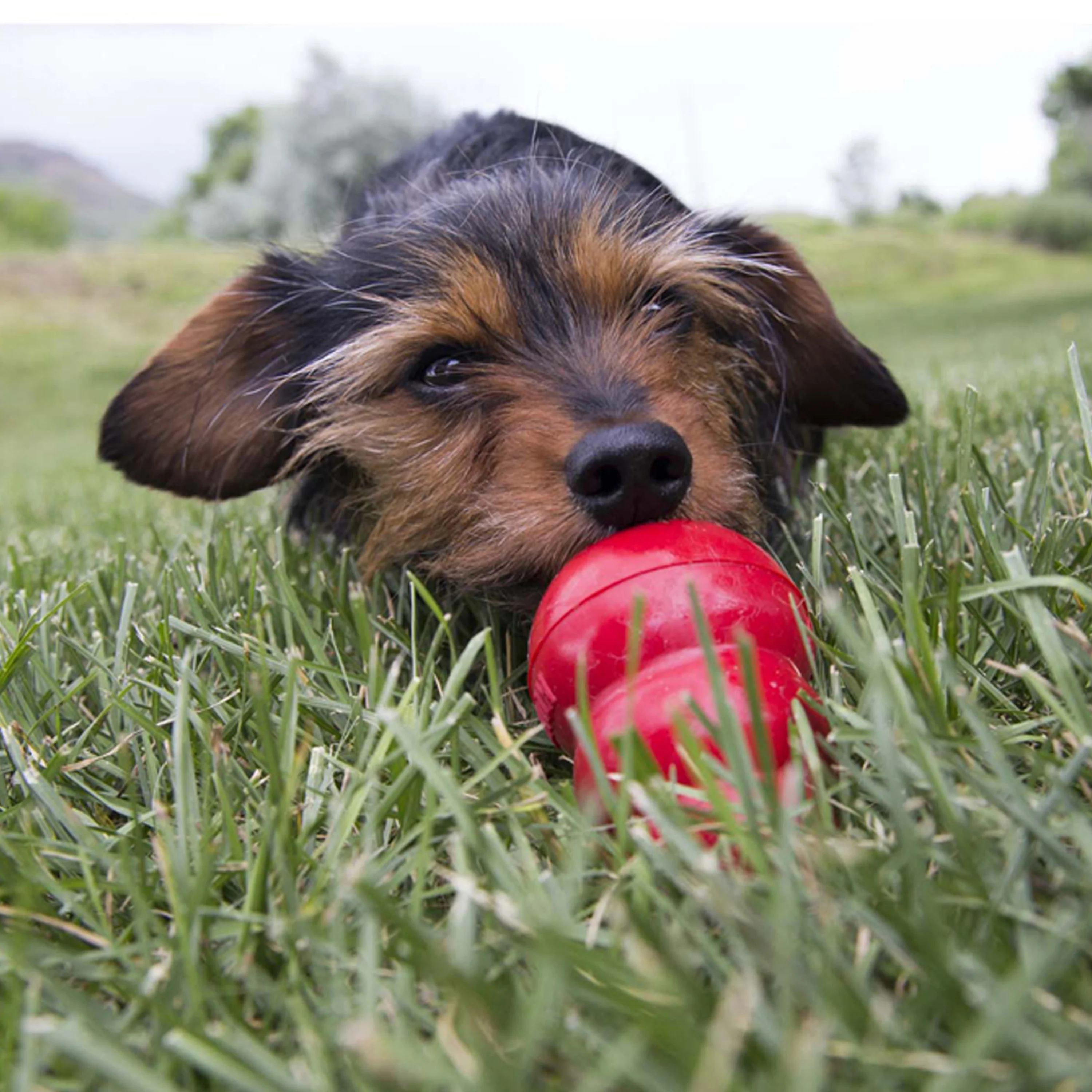 KONG Easy Treat - Image 12
