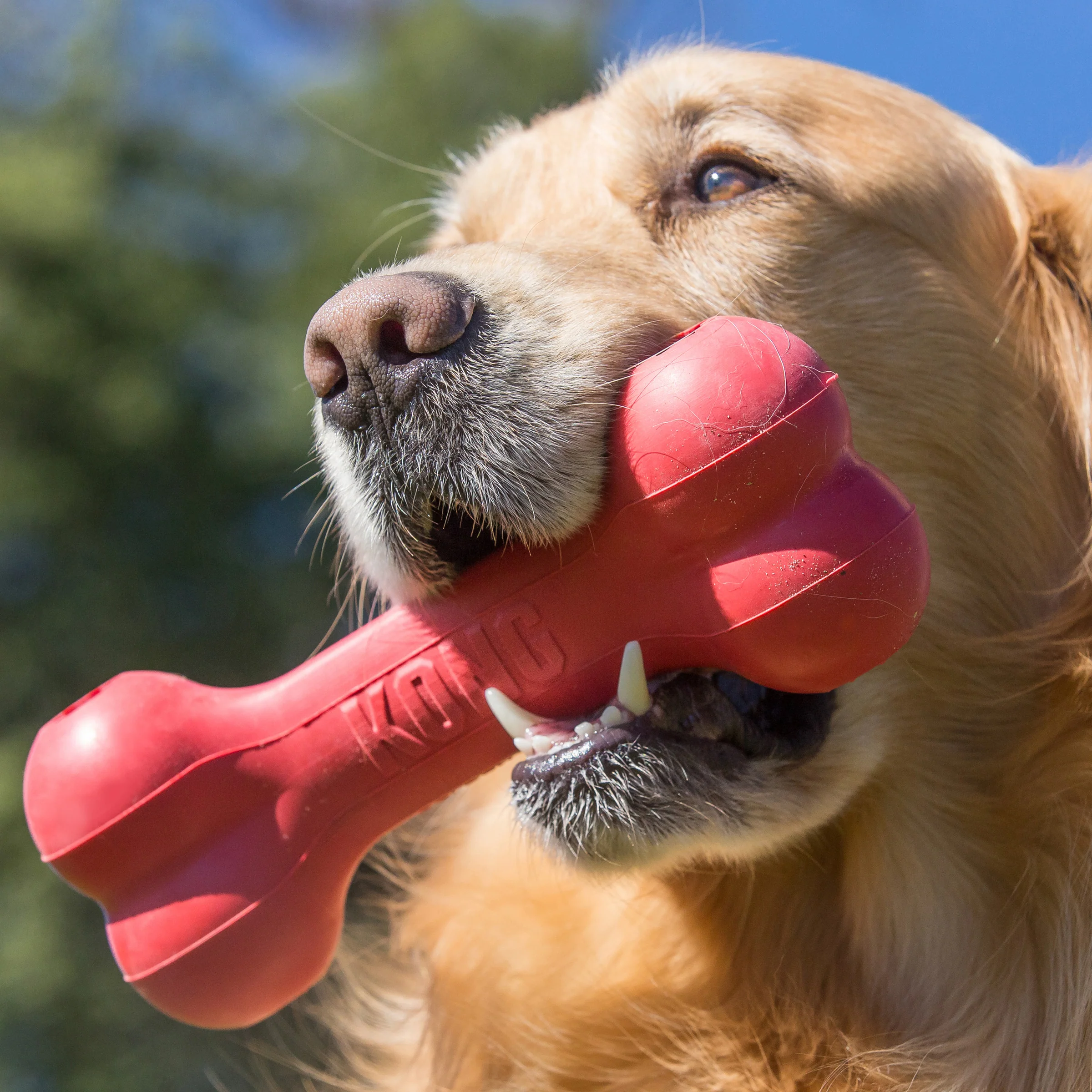 KONG Goodie Bone - Image 4