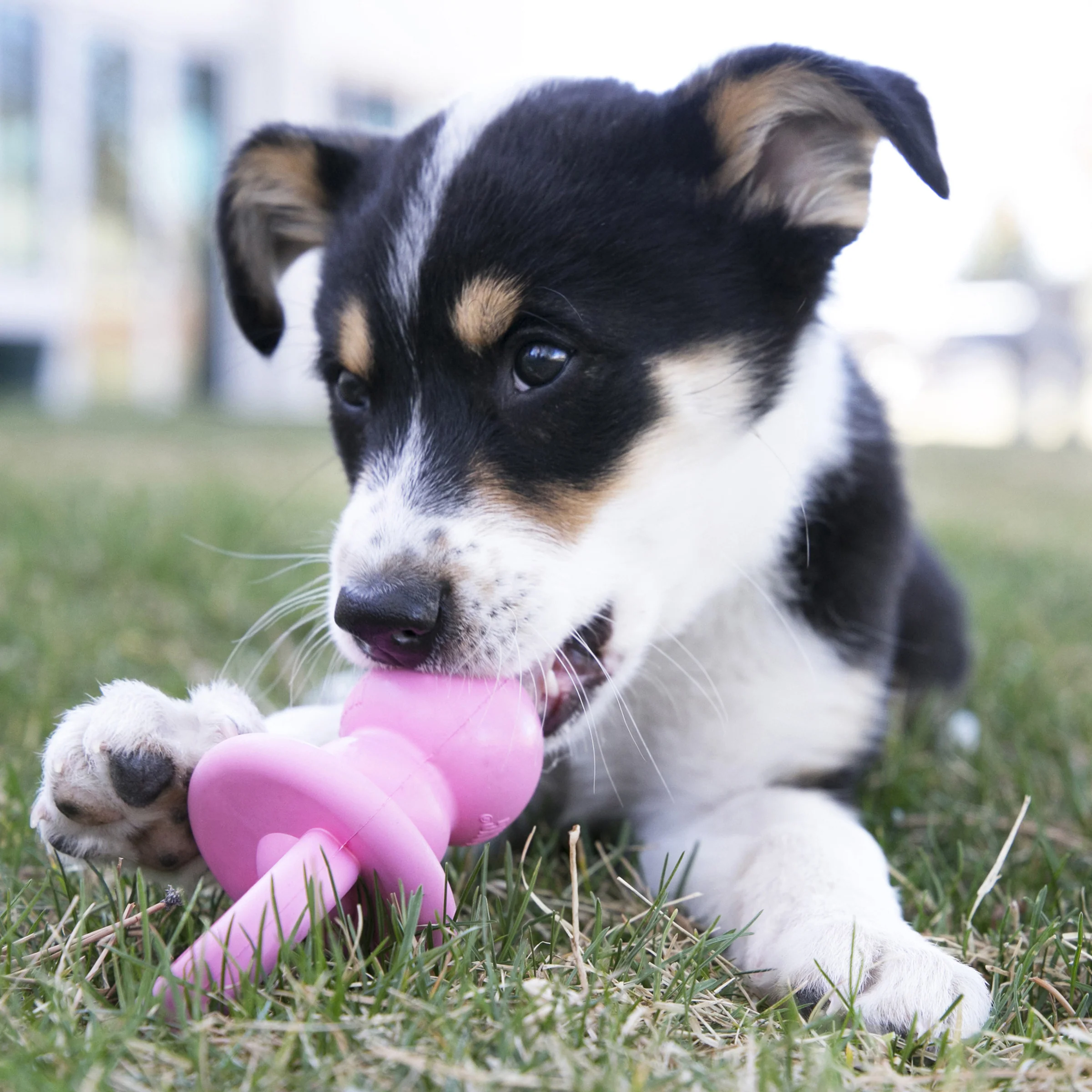 KONG Puppy Binkie - Image 8