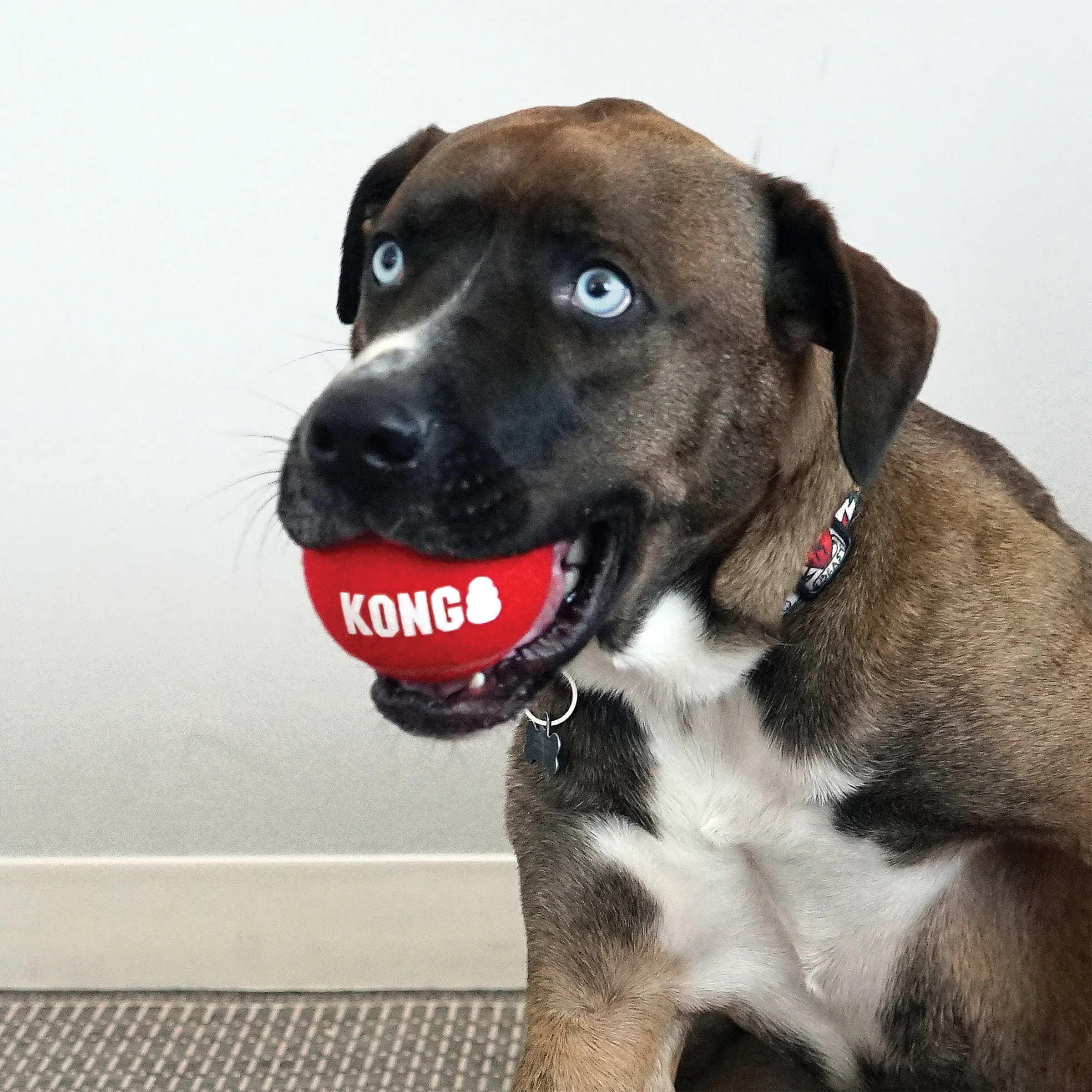 KONG Signature Sport Balls - Image 12
