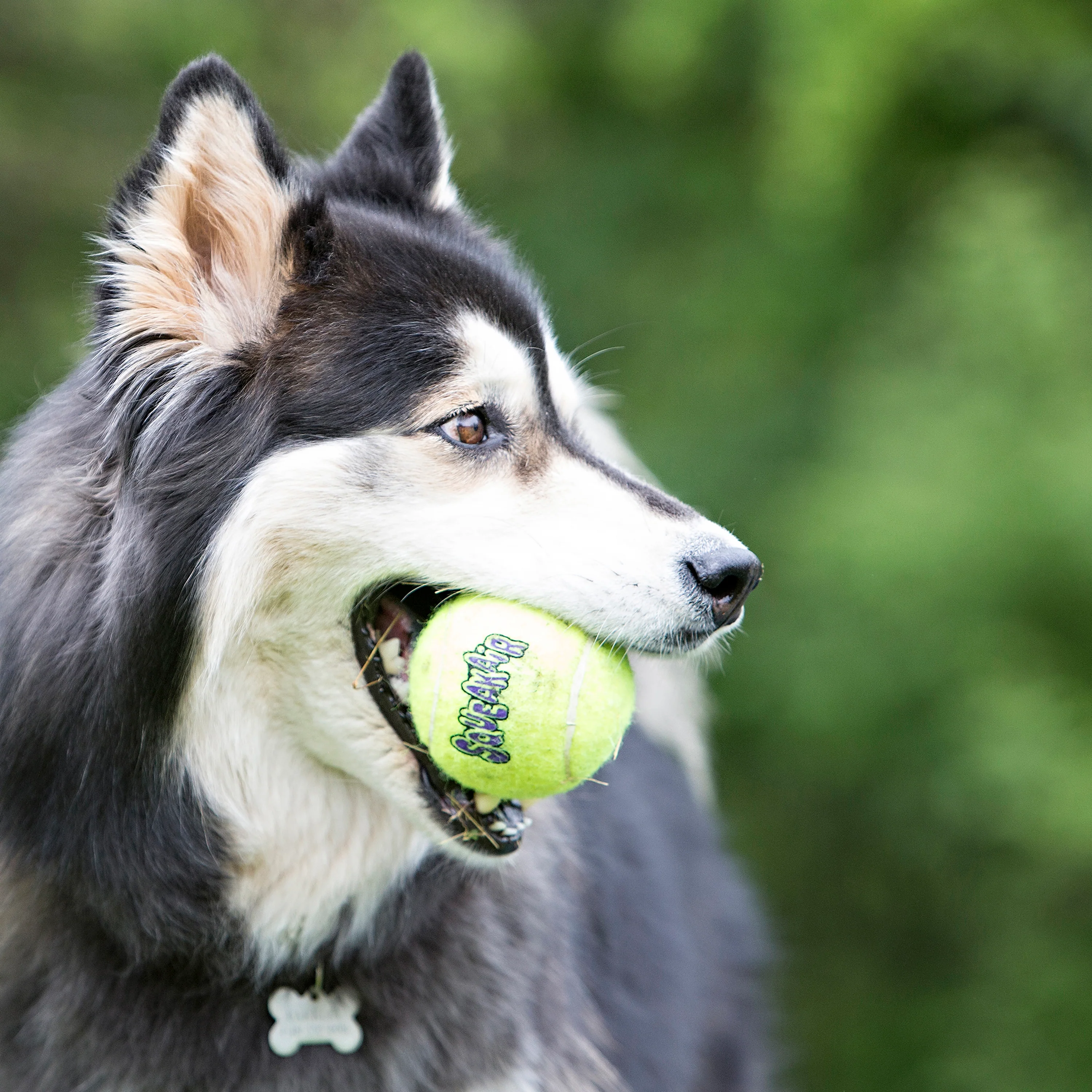 KONG SqueakAir Ball - Image 4