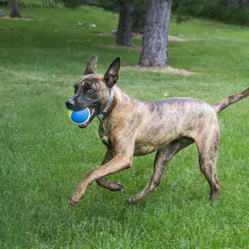 KONG SqueakAir Ball Ultra - Image 8