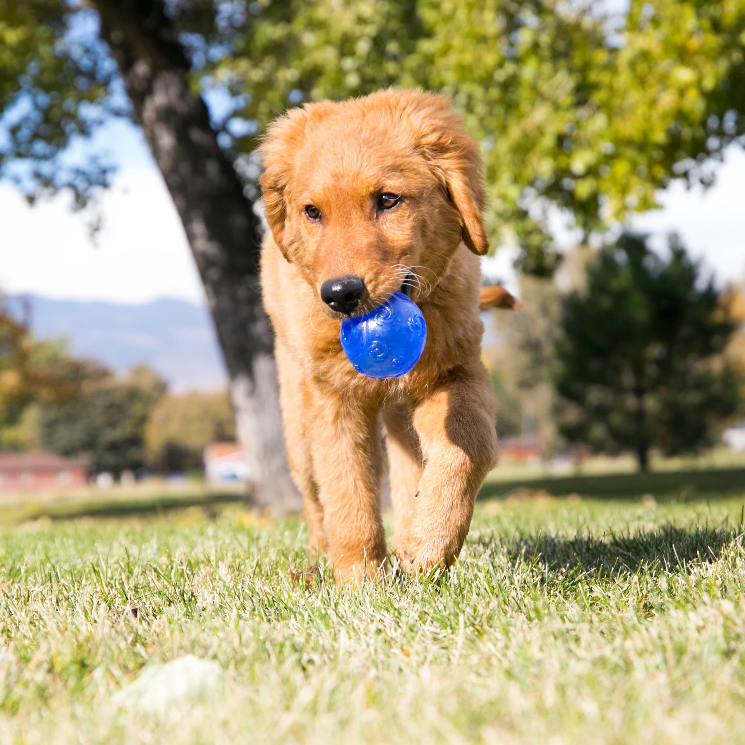 KONG Squeezz Ball - Image 13
