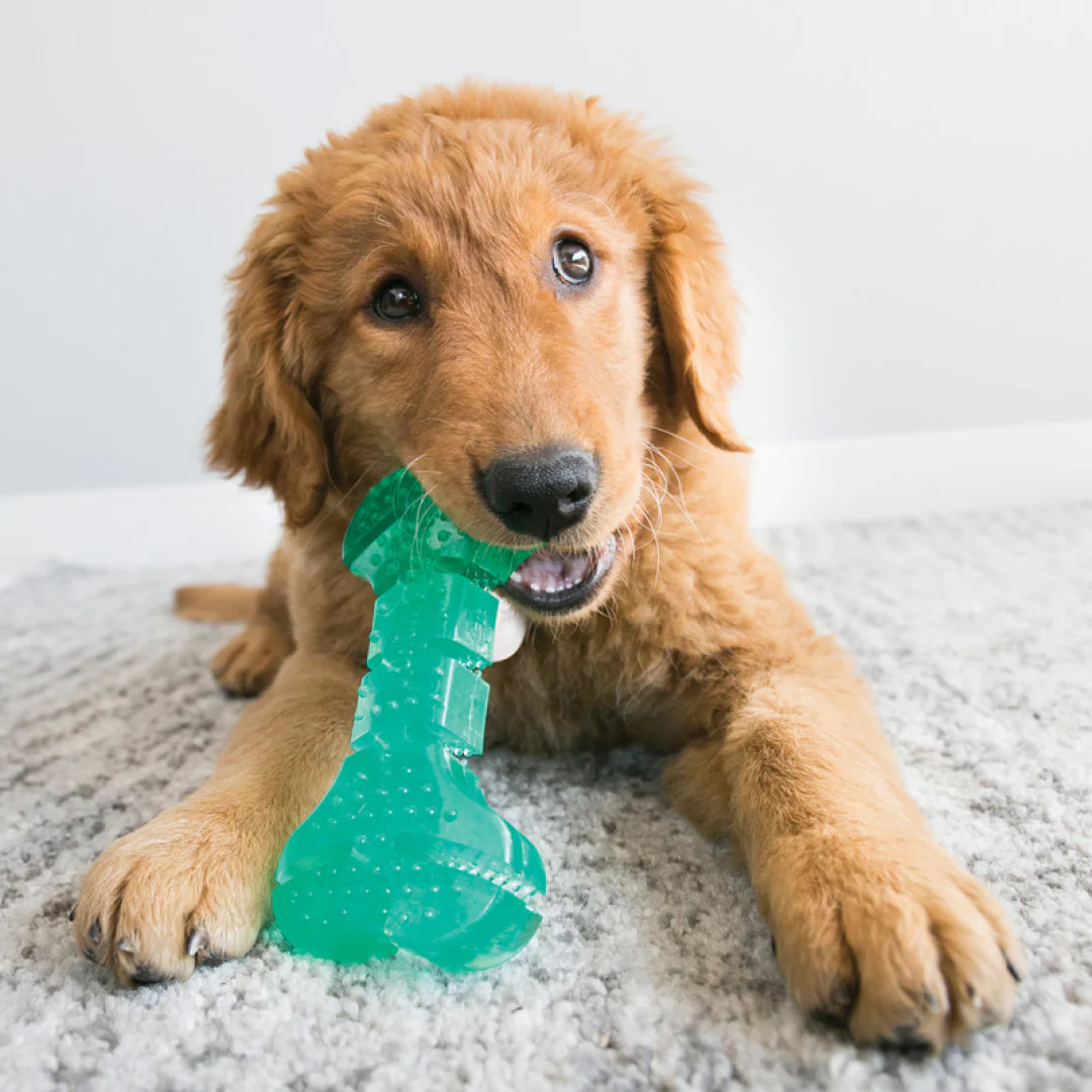 KONG Squeezz Dental Stick - Image 4