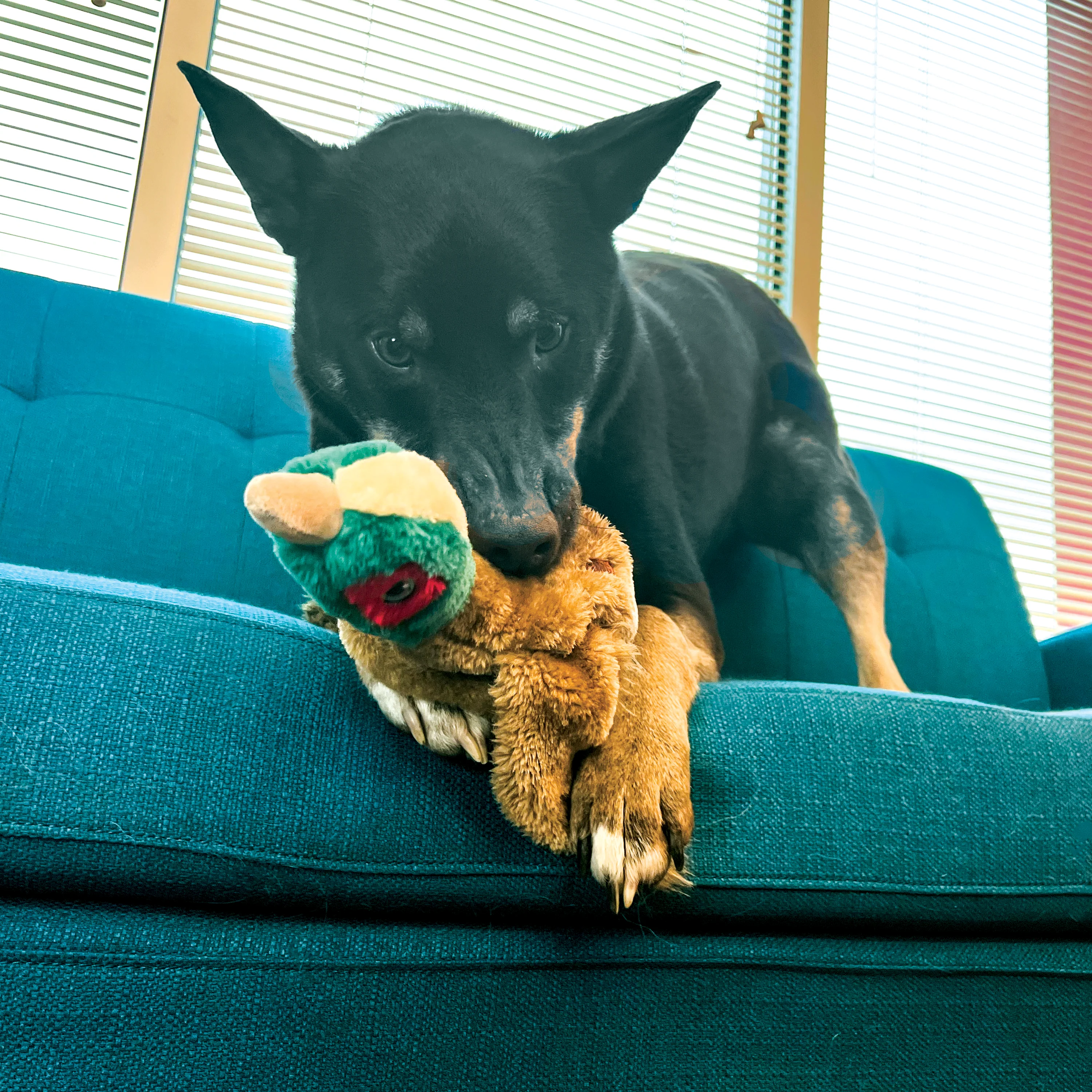 KONG Wild Low Stuff Pheasant - Image 4