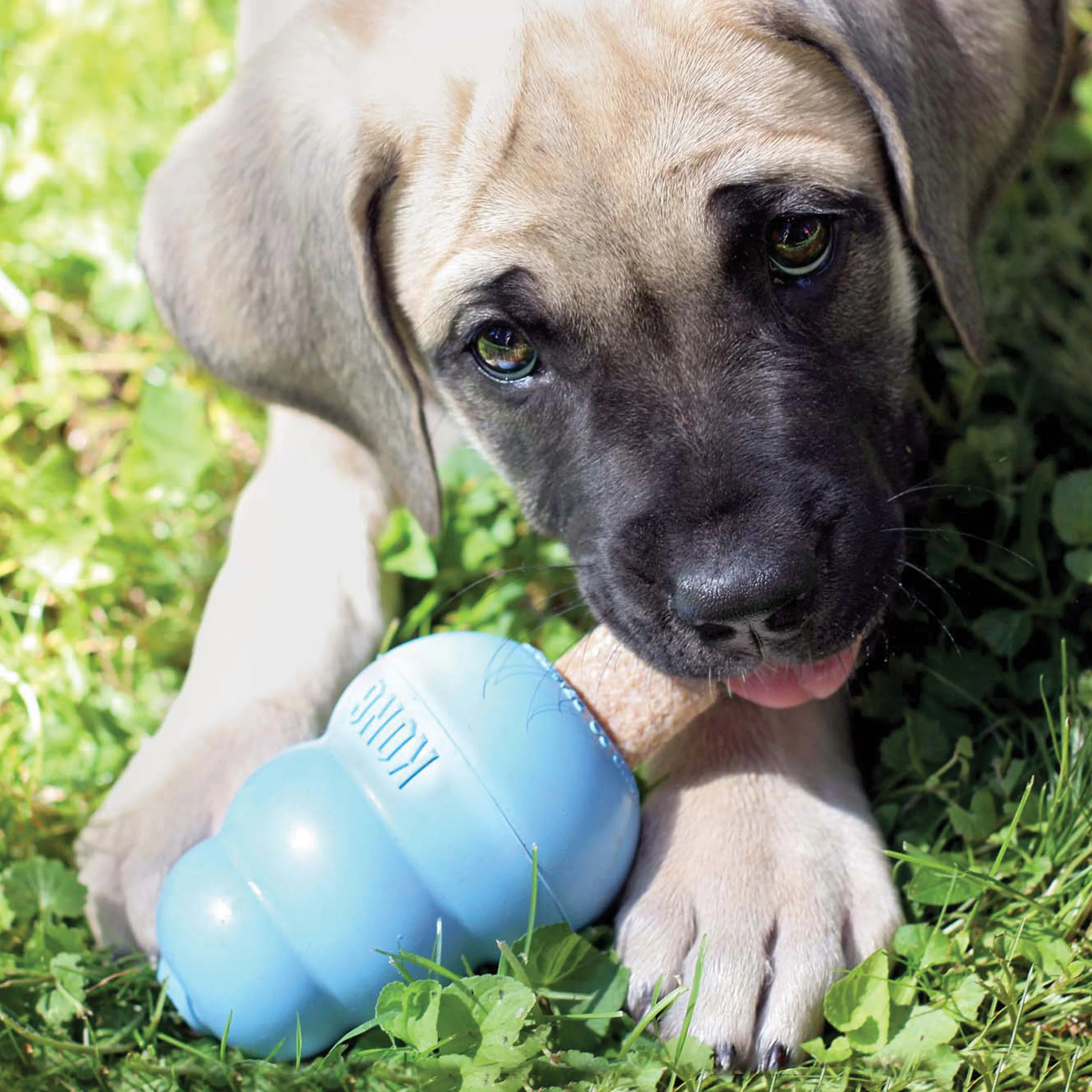 KONG Ziggies Enhanced Chews Puppy - Image 5