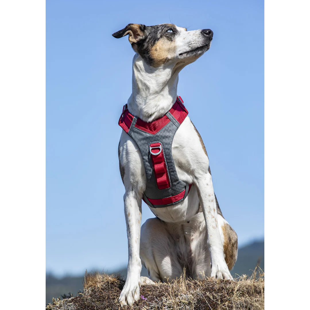 Kurgo Journey Air Harness - Image 2