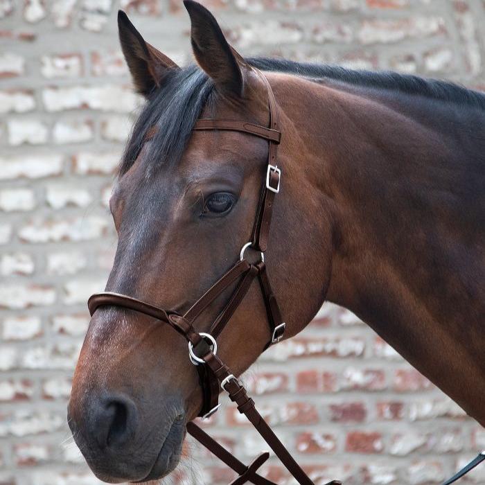 Linda Tellington-Jones Lindell Bitless Bridle - Image 4