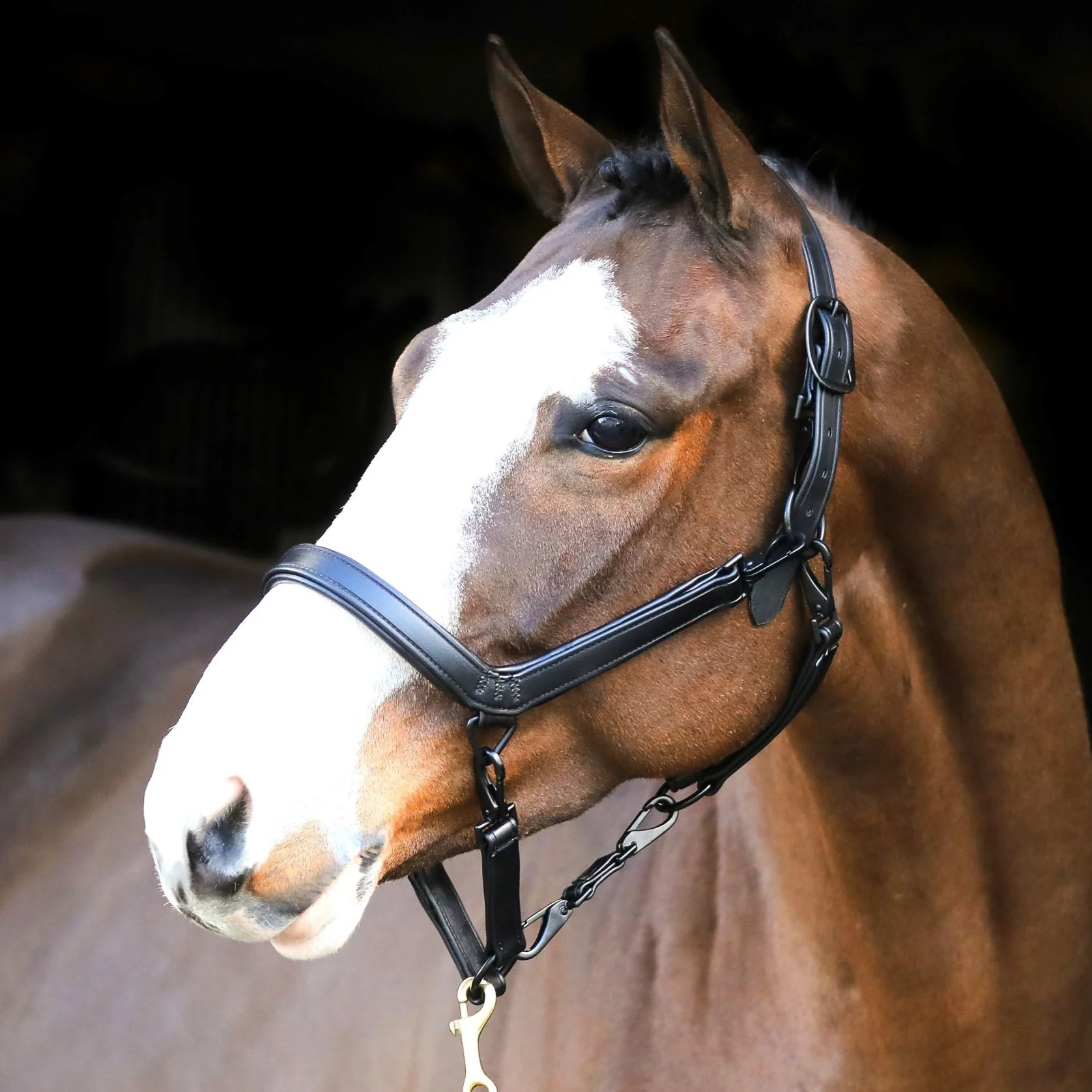 Liveryman Clipping Headcollar