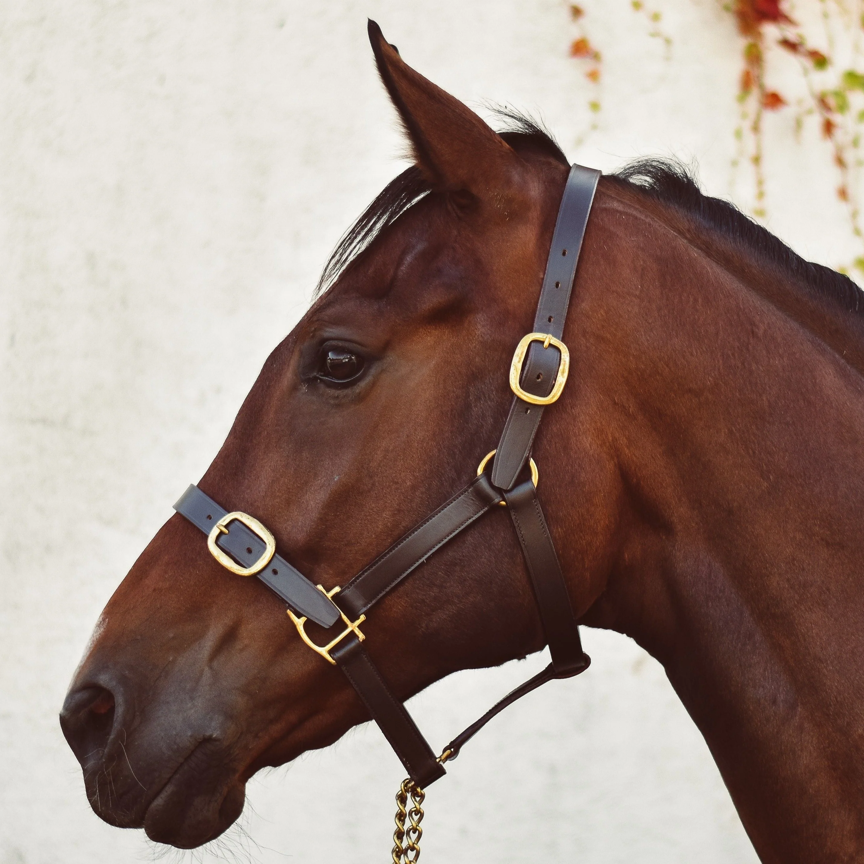 Mackey Classic Leather Headcollar - Image 2