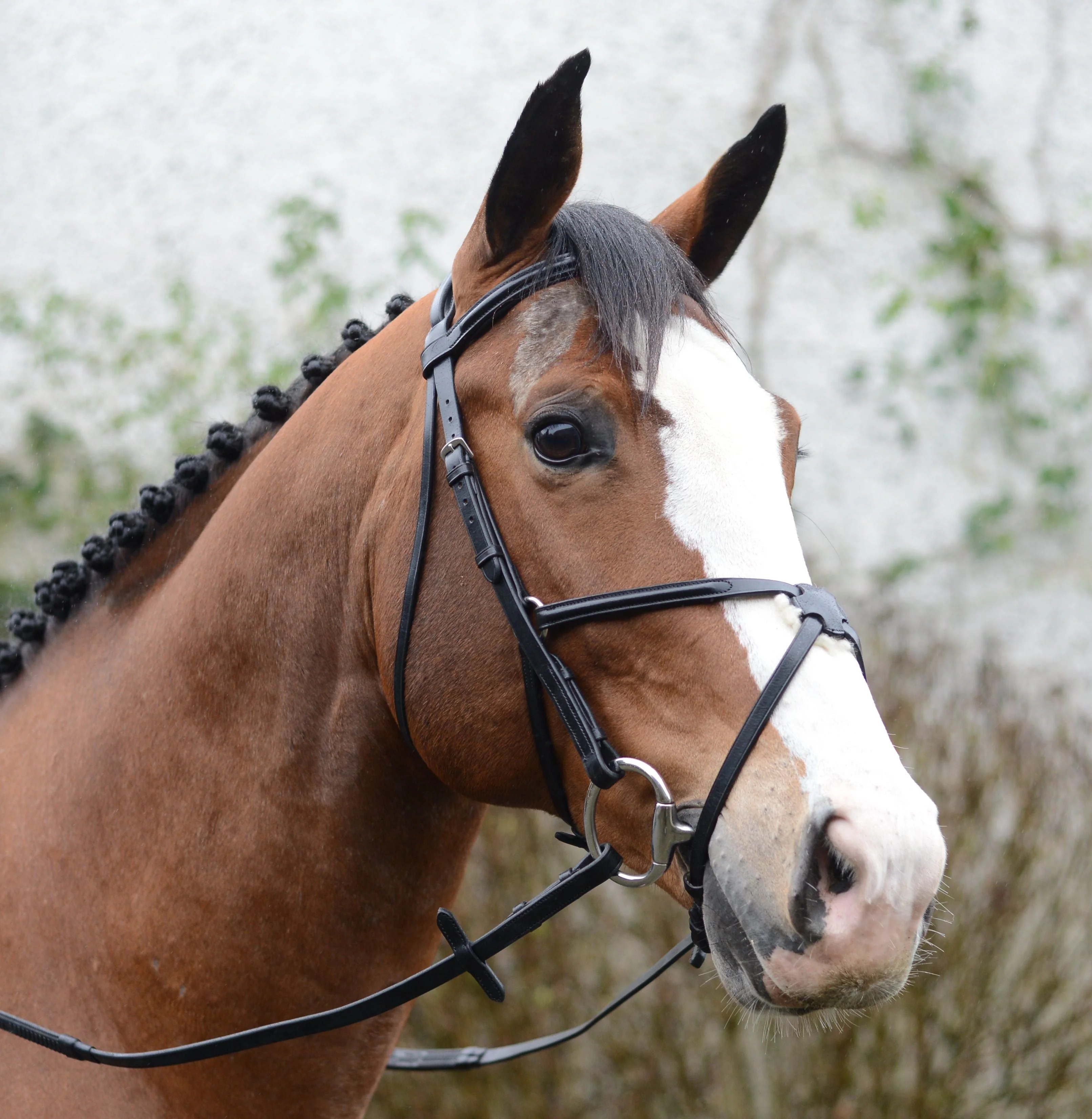 Mackey Classic Padded Grackle Bridle
