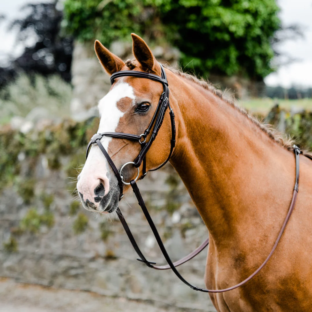 Mackey Classic Padded Grackle Bridle - Image 2