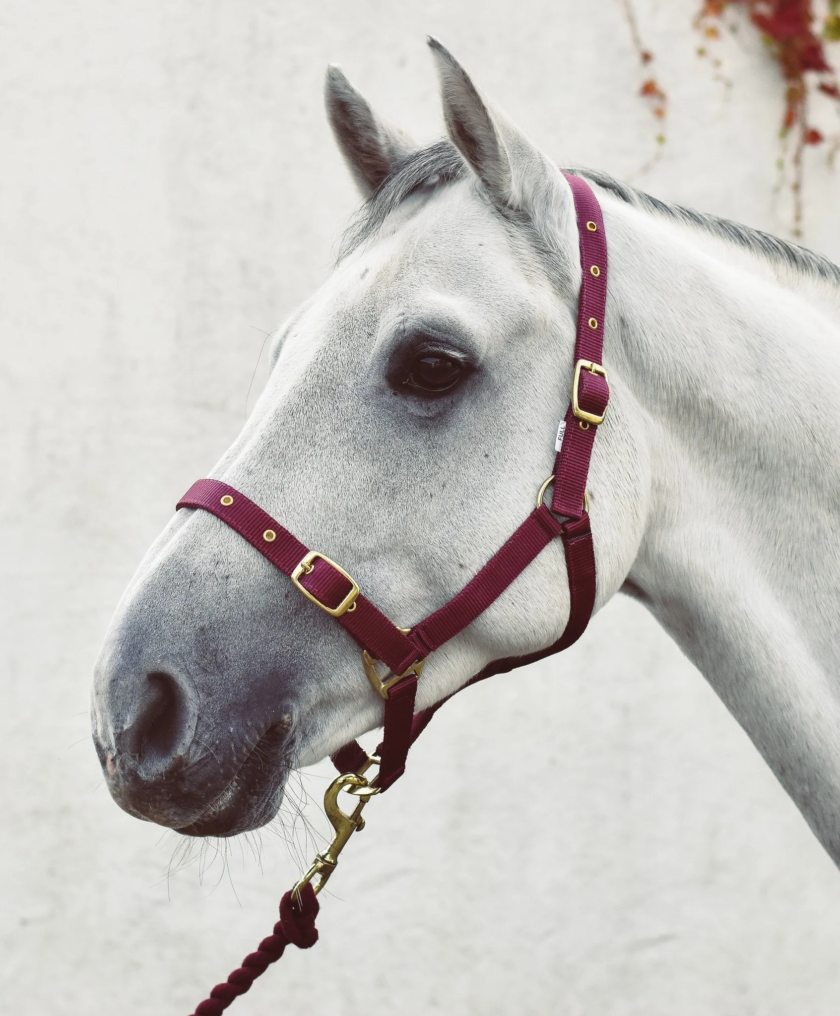Mackey Economy Webbing Headcollar - Image 2