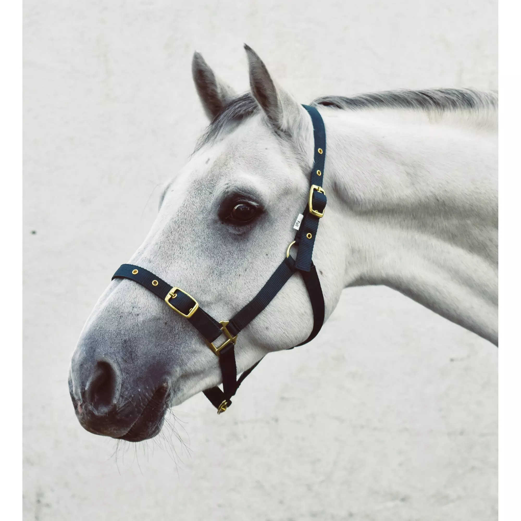 Mackey Economy Webbing Headcollar - Image 3