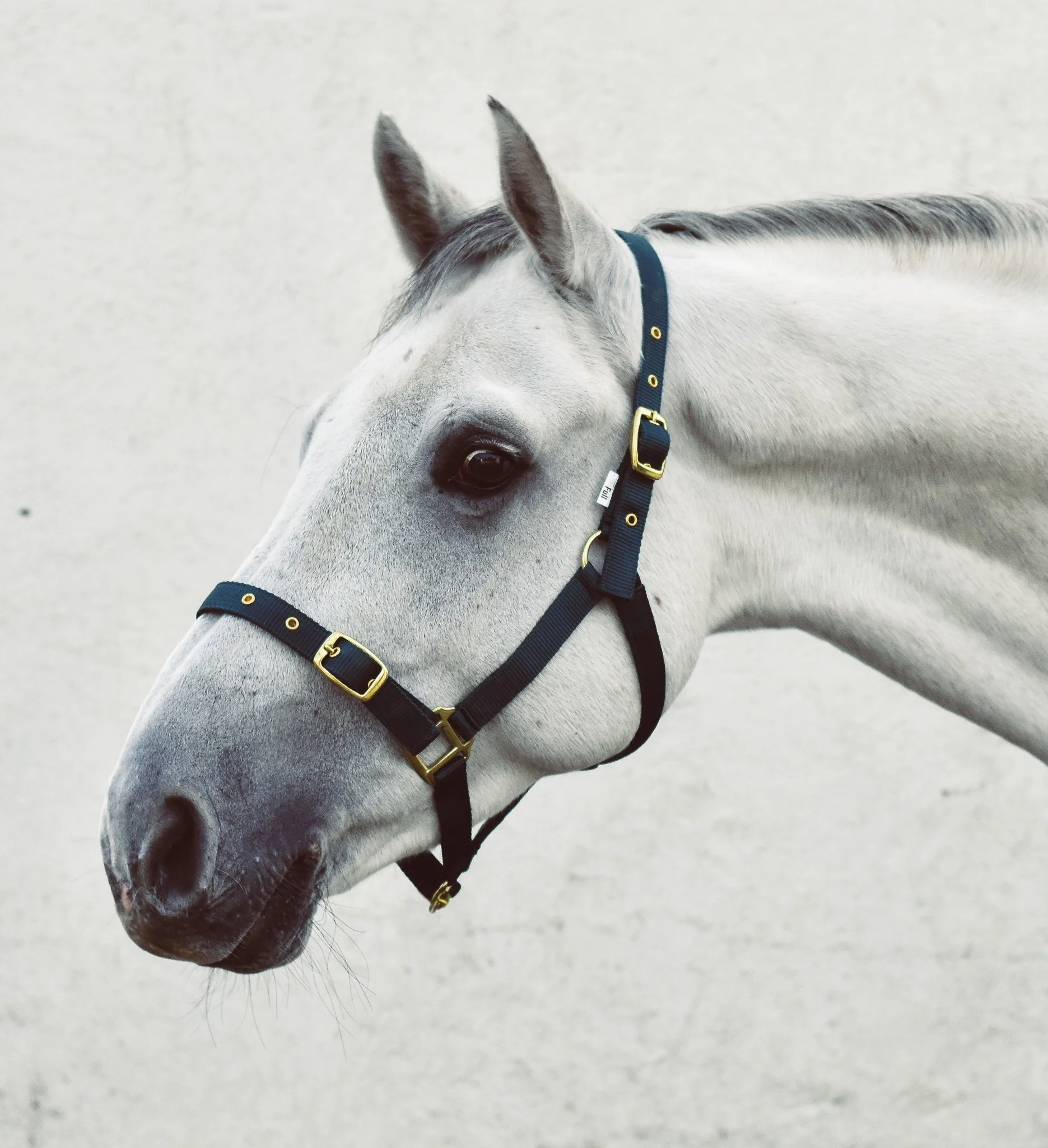 Mackey Economy Webbing Headcollar - Image 4